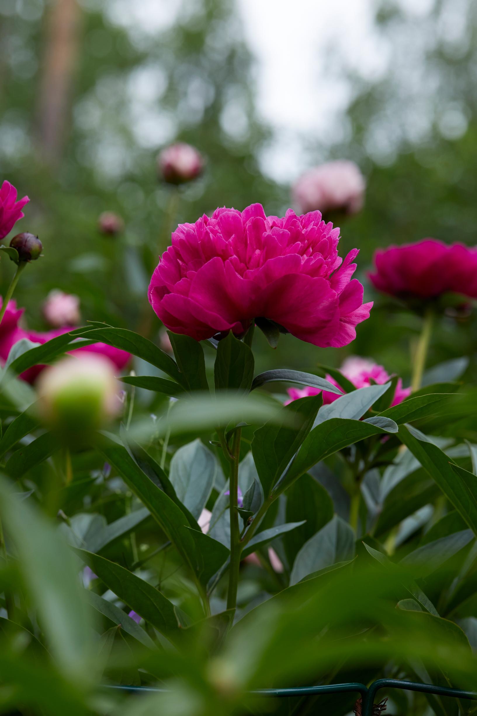 ‘Red Sarah Bernhardt’