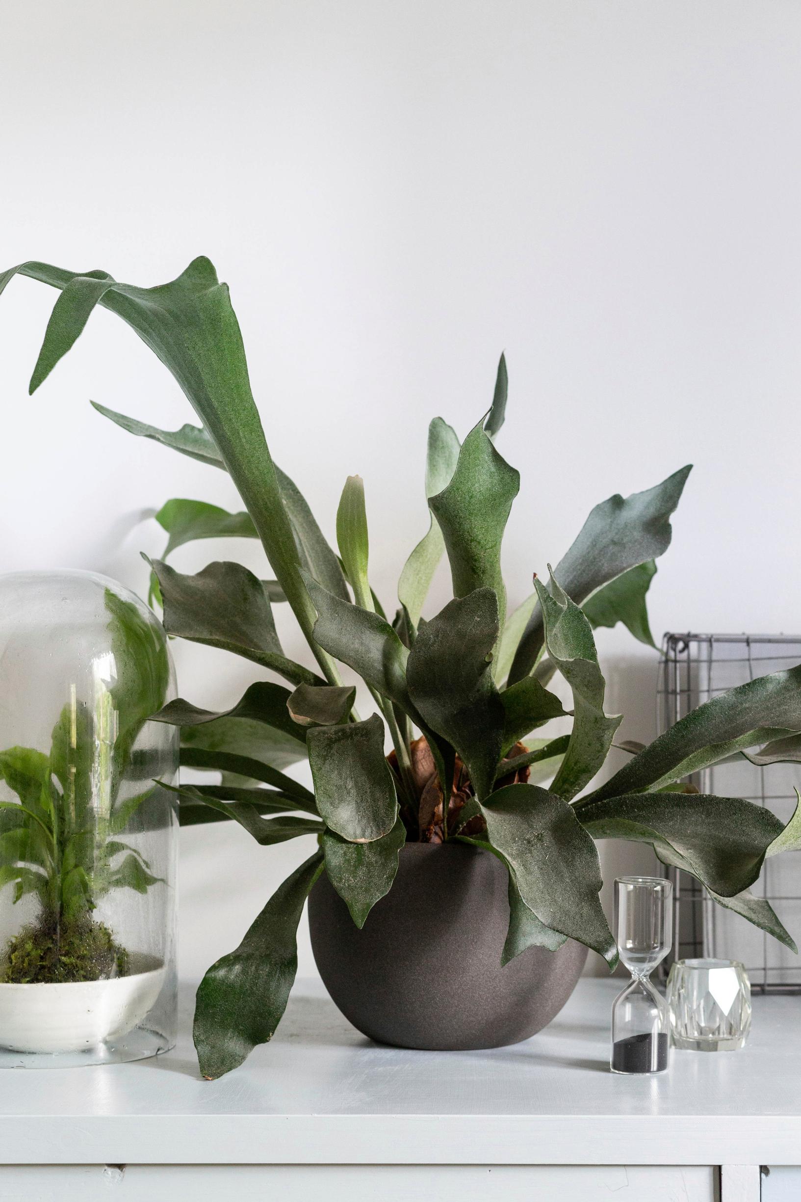 The elkhorn fern is a striking houseplant.