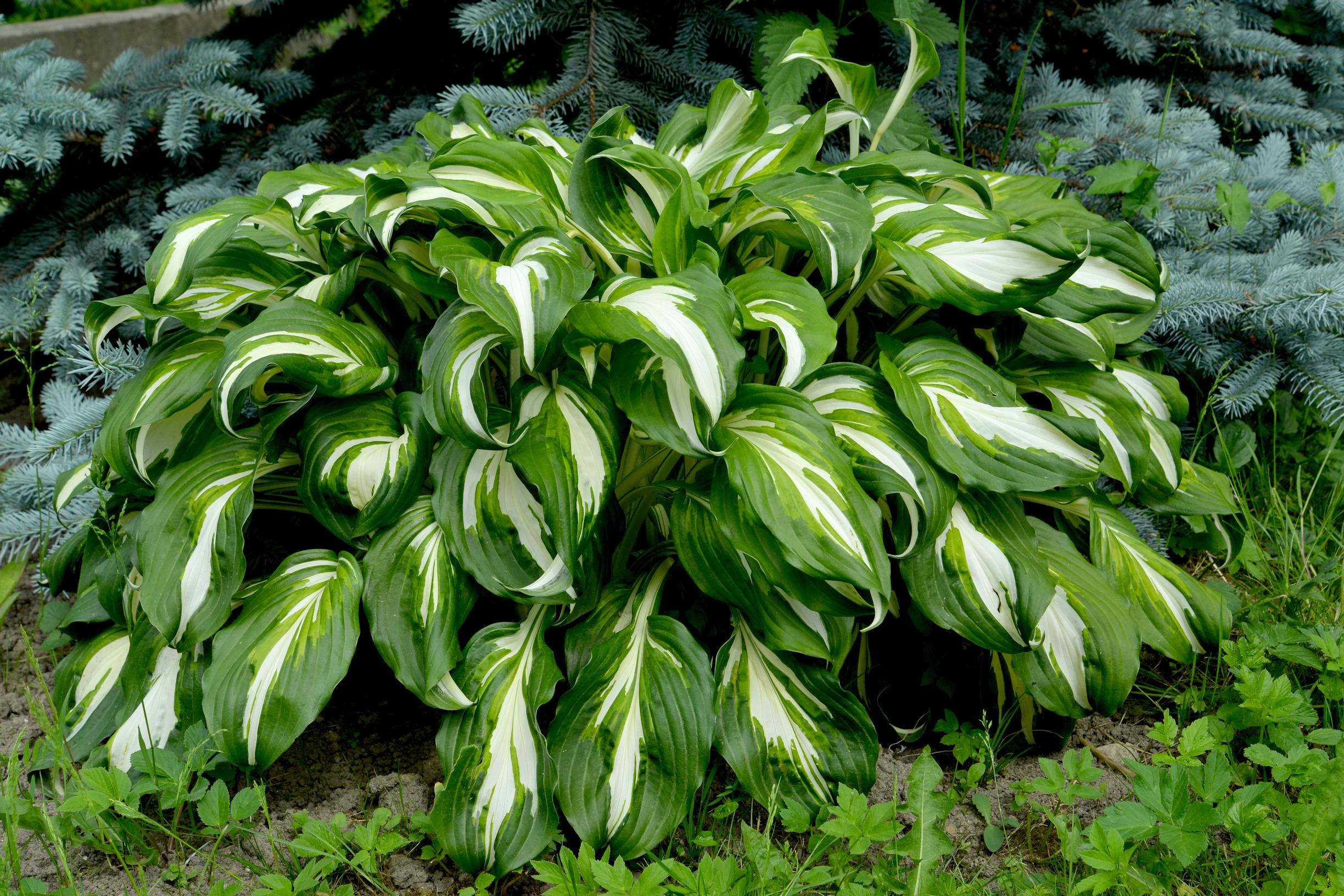 How to grow hosta: Hosta ‘Undulata’