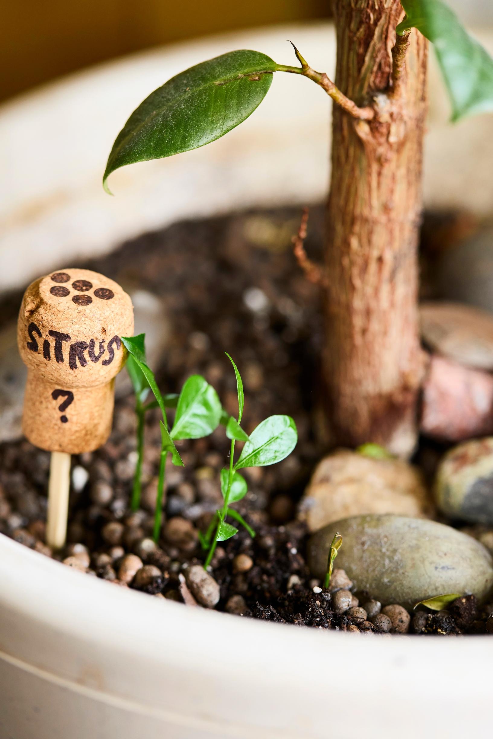 Houseplants from spices and fruit seeds: citrus in a pot