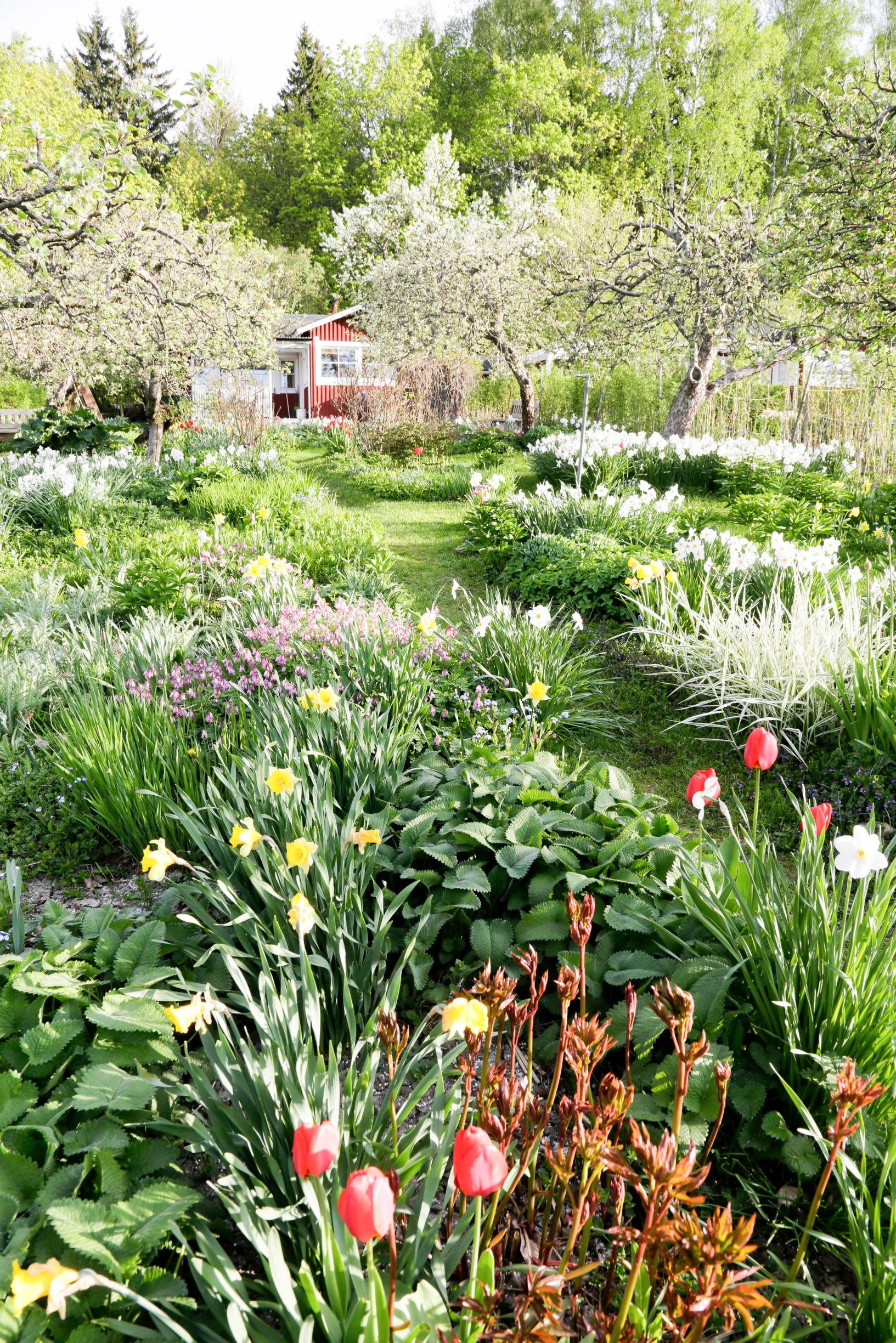 garden ideas