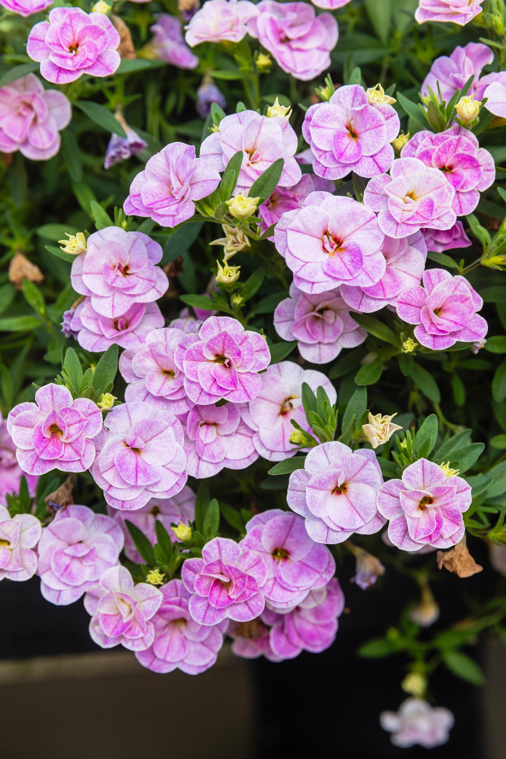 Pink million bells