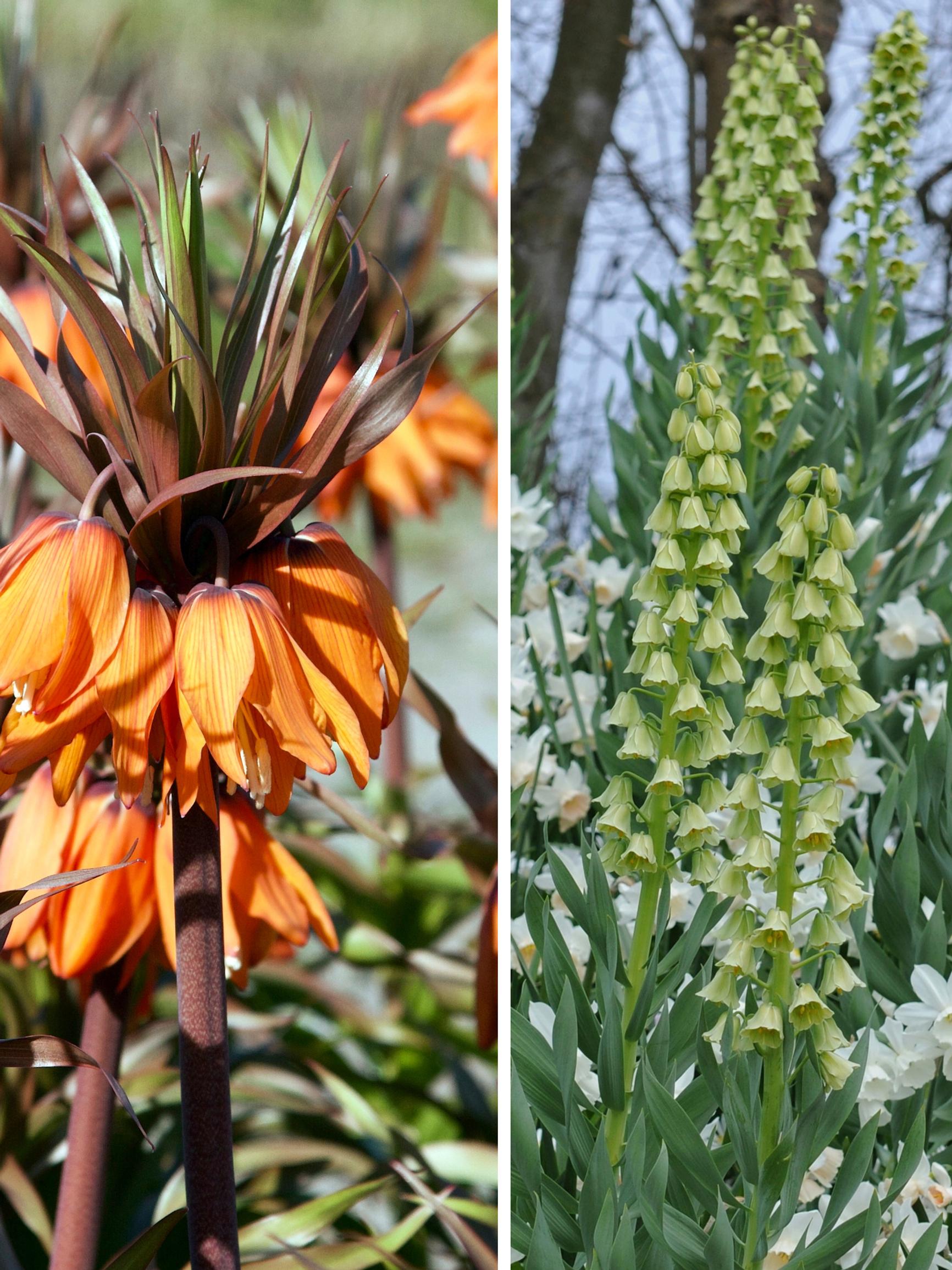 Large and magnificent! Meet the Persian lilies and crown imperials that wow in spring