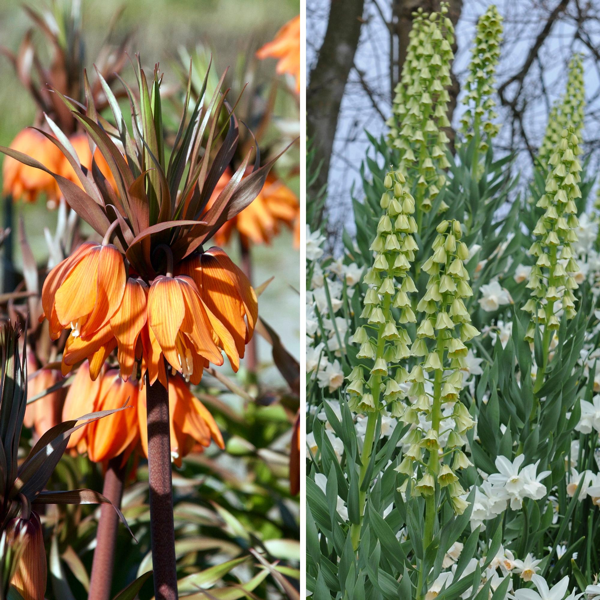 Large and magnificent! Meet the Persian lilies and crown imperials that wow in spring