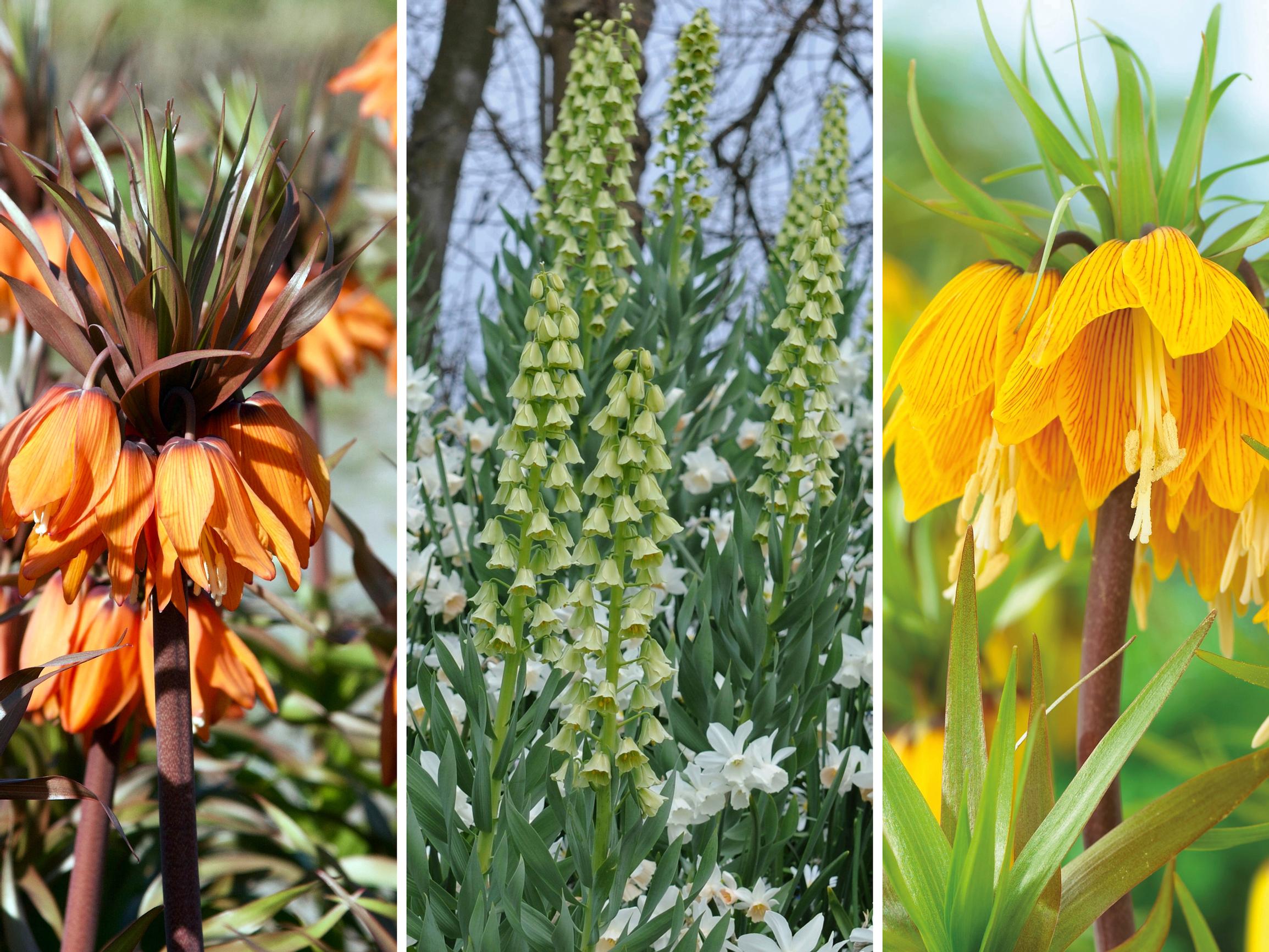 Large and magnificent! Meet the Persian lilies and crown imperials that wow in spring