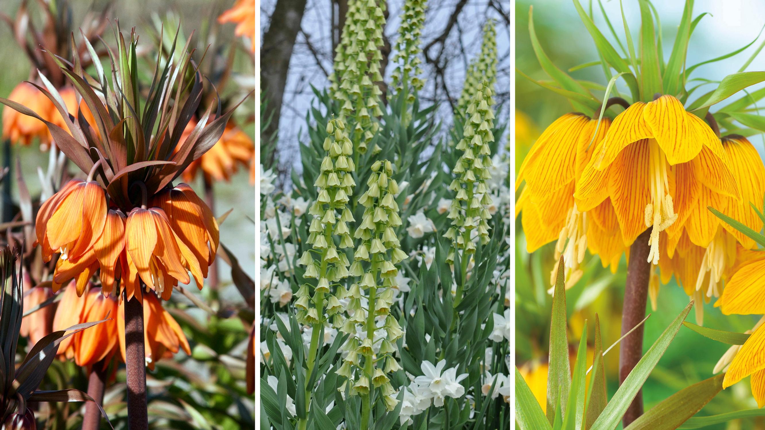 Large and magnificent! Meet the Persian lilies and crown imperials that wow in spring