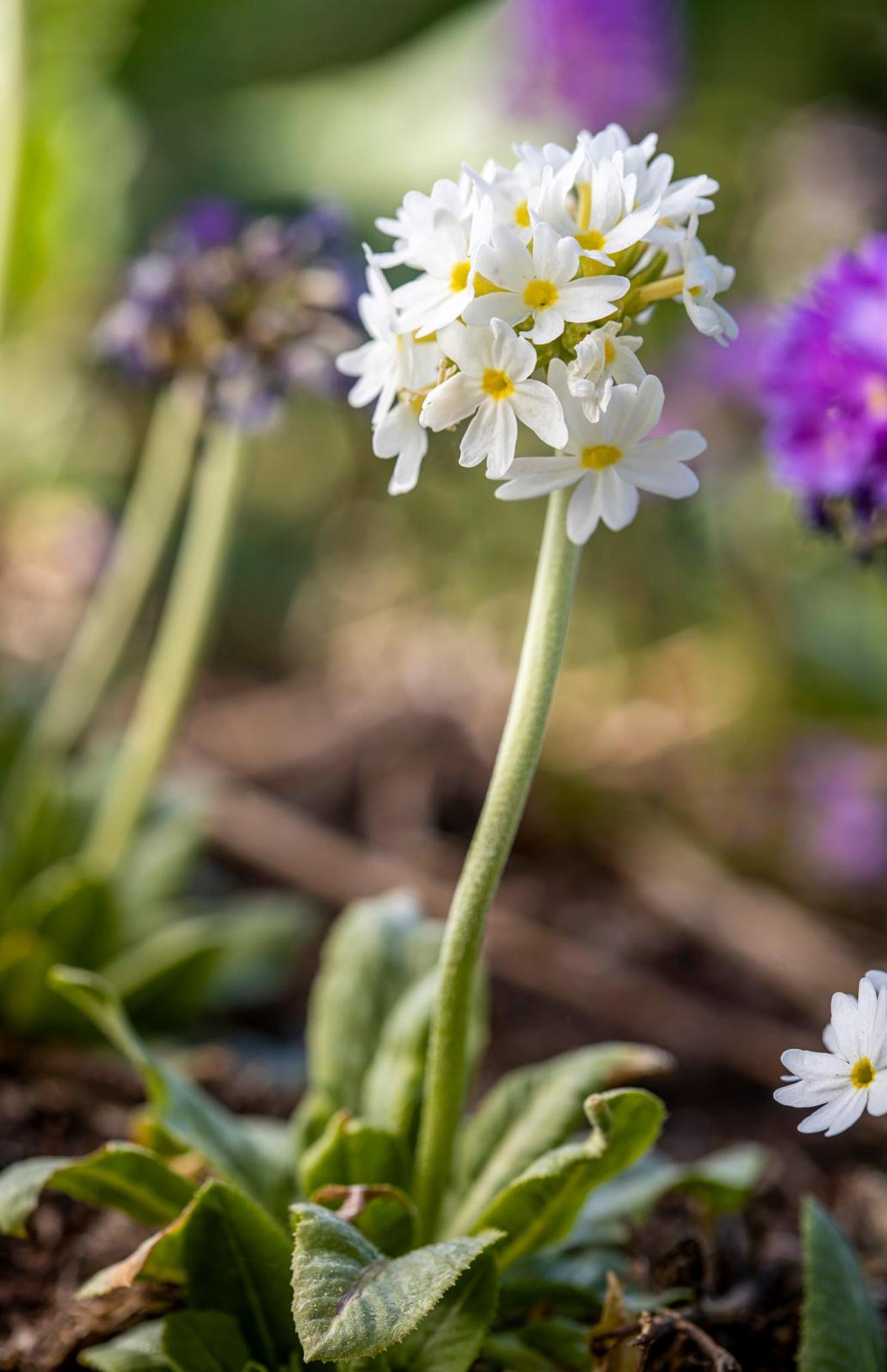 Primrose is more versatile than its reputation: drumstick primrose ‘Weisse Auslese’ Primula denticulata
