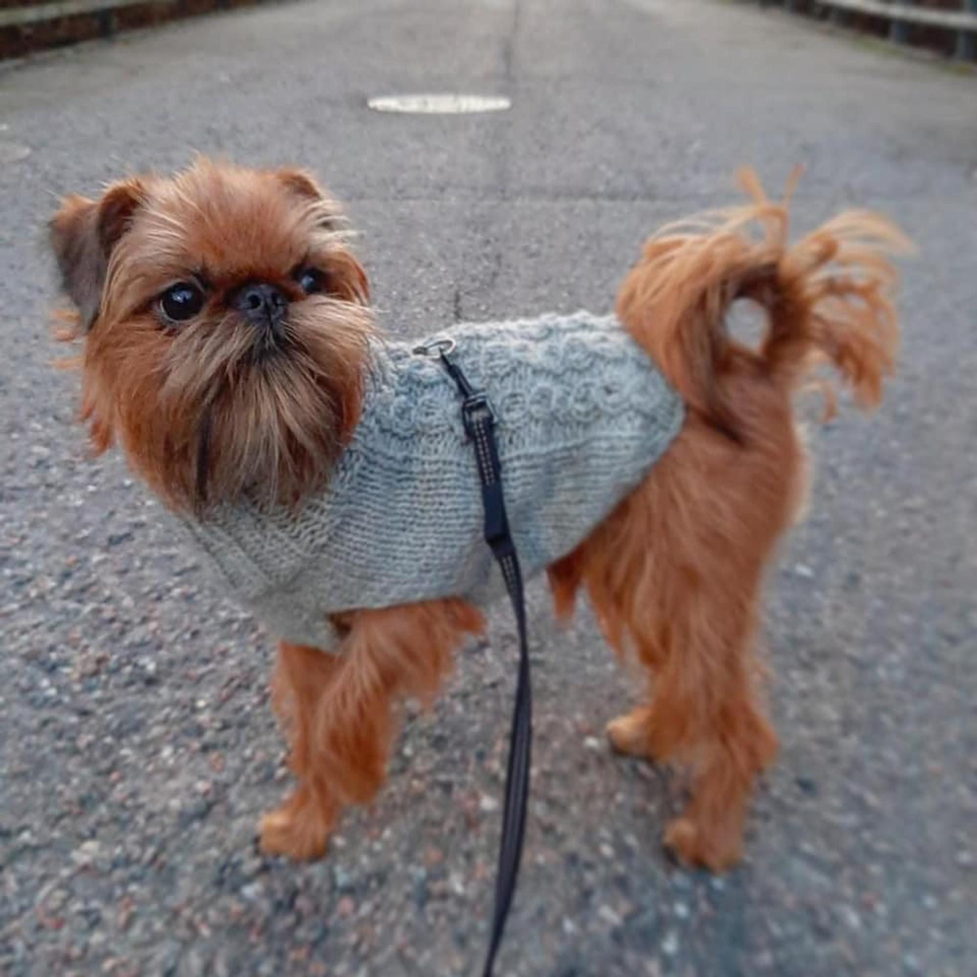 A small brown Brussels Griffon dog dressed in a gray sweater.