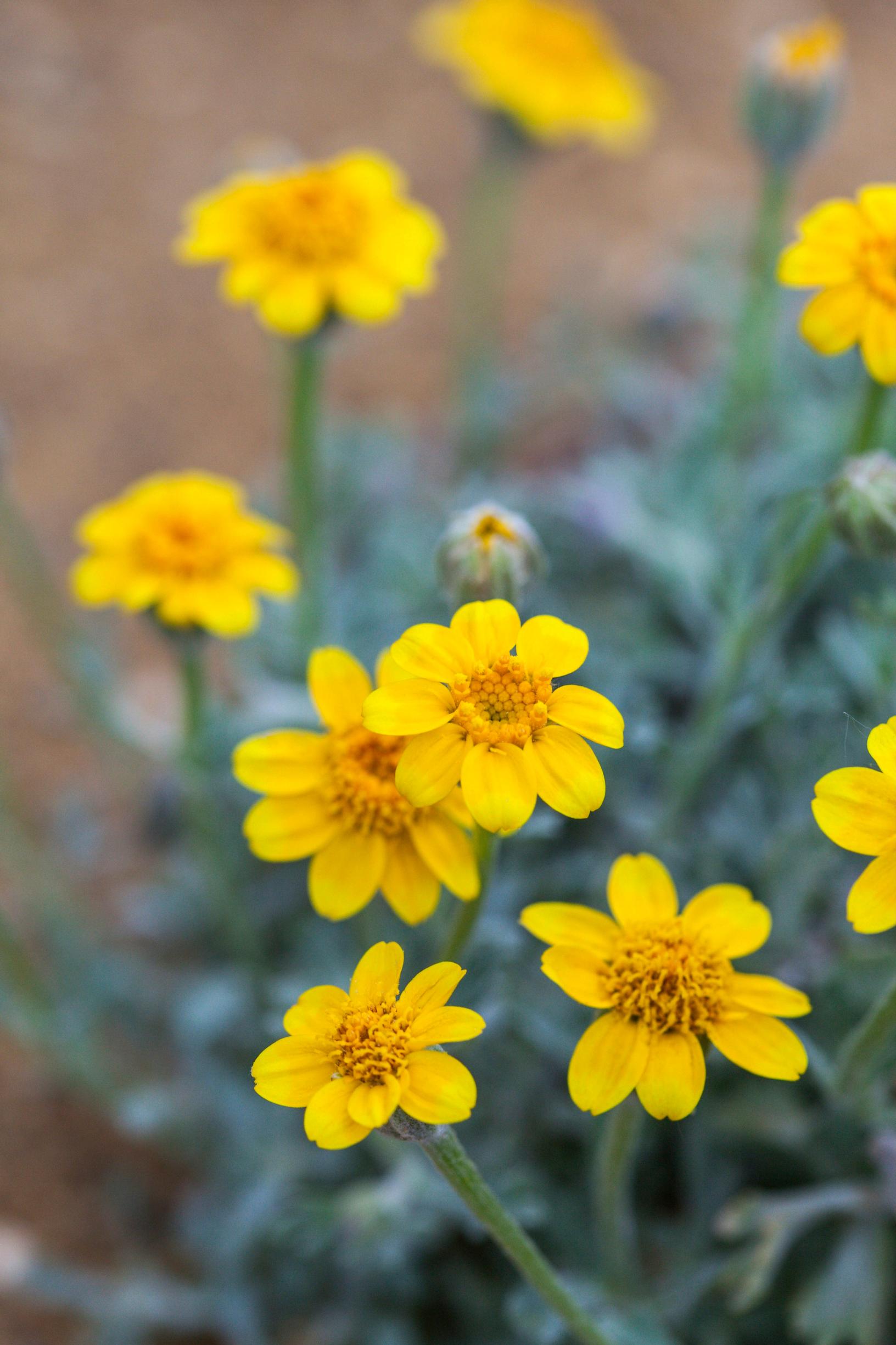 The beautiful Oregon sunshine is rarely spotted on yards.