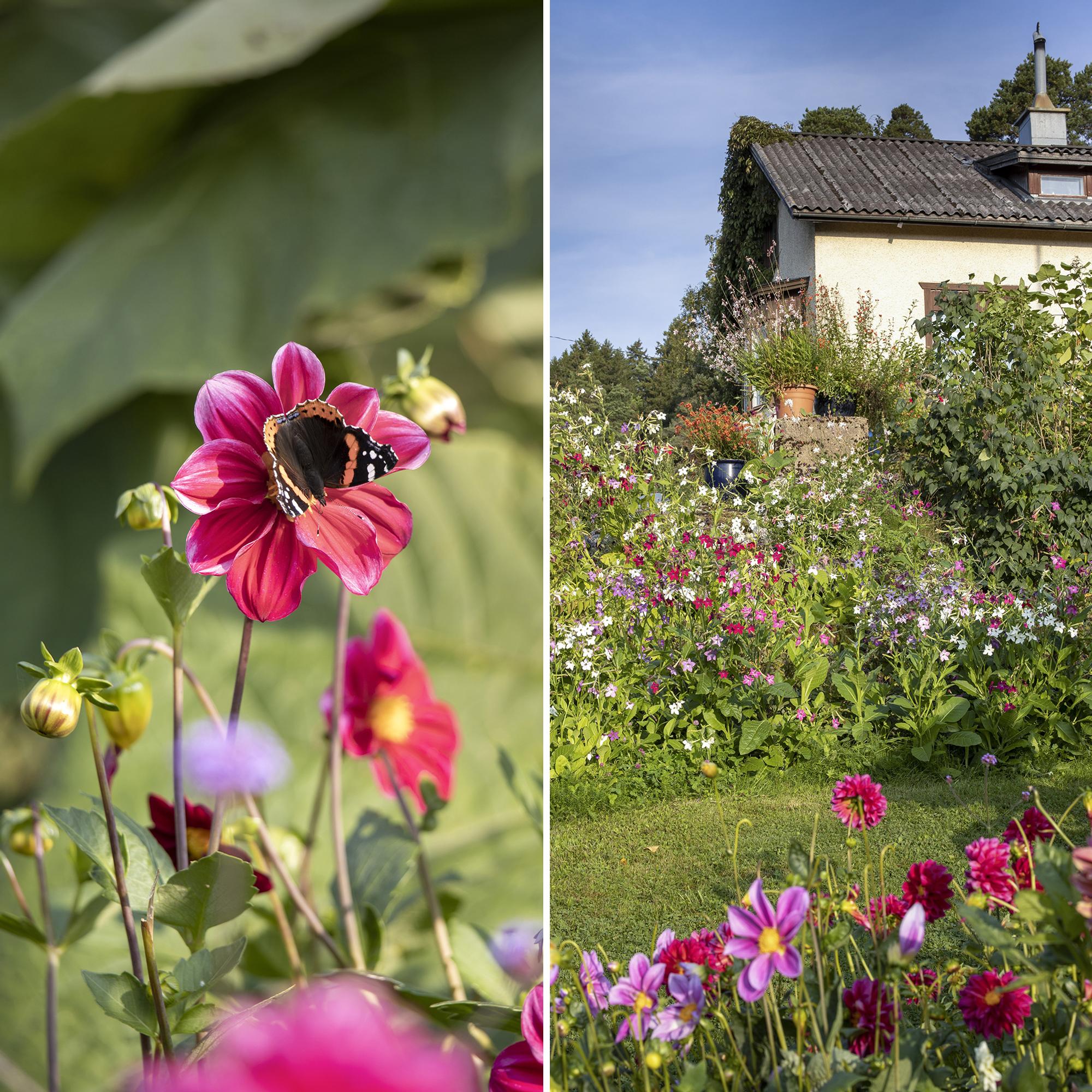 Biologist’s garden boasts pollinator-friendly flowers in full bloom: “This is a wild yard with no formalities”