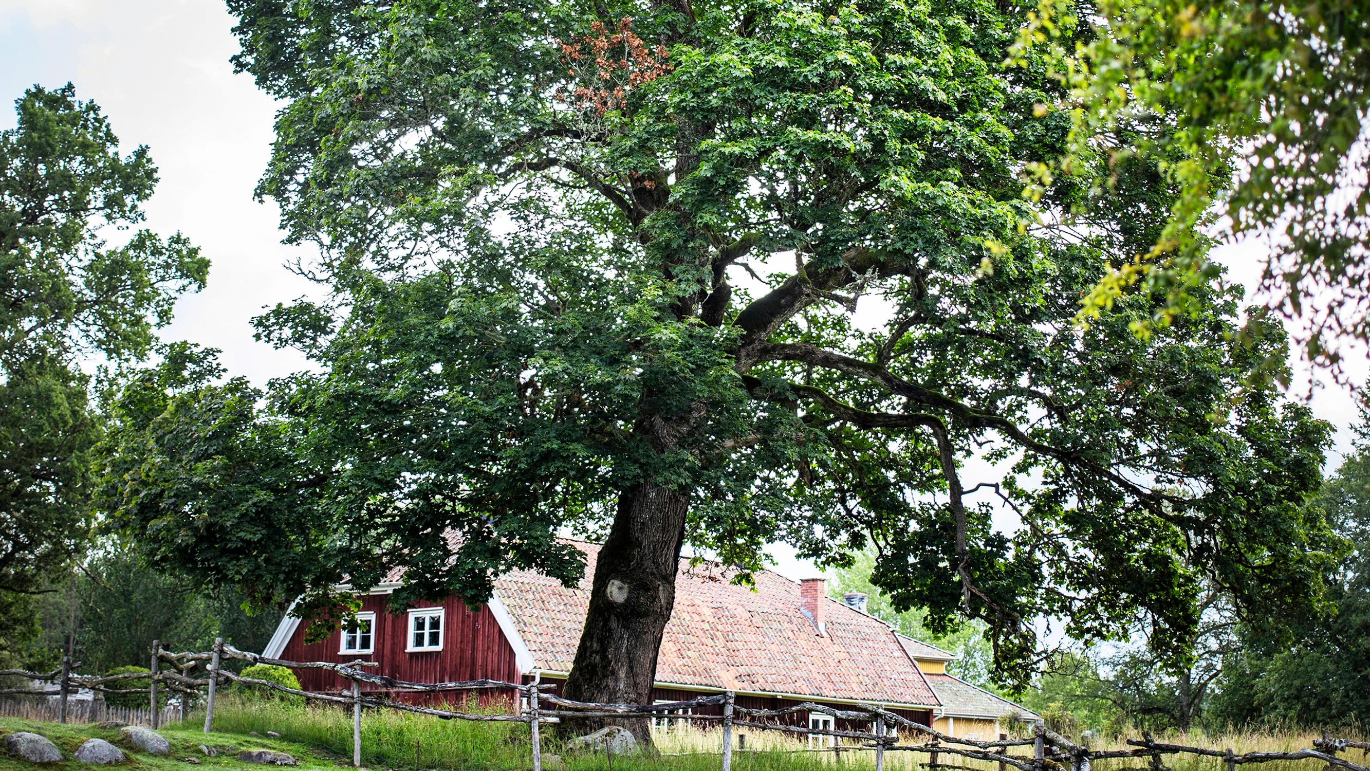The oak tree brings royal grandeur to your garden—learn more about this familiar tree and how to grow it yourself