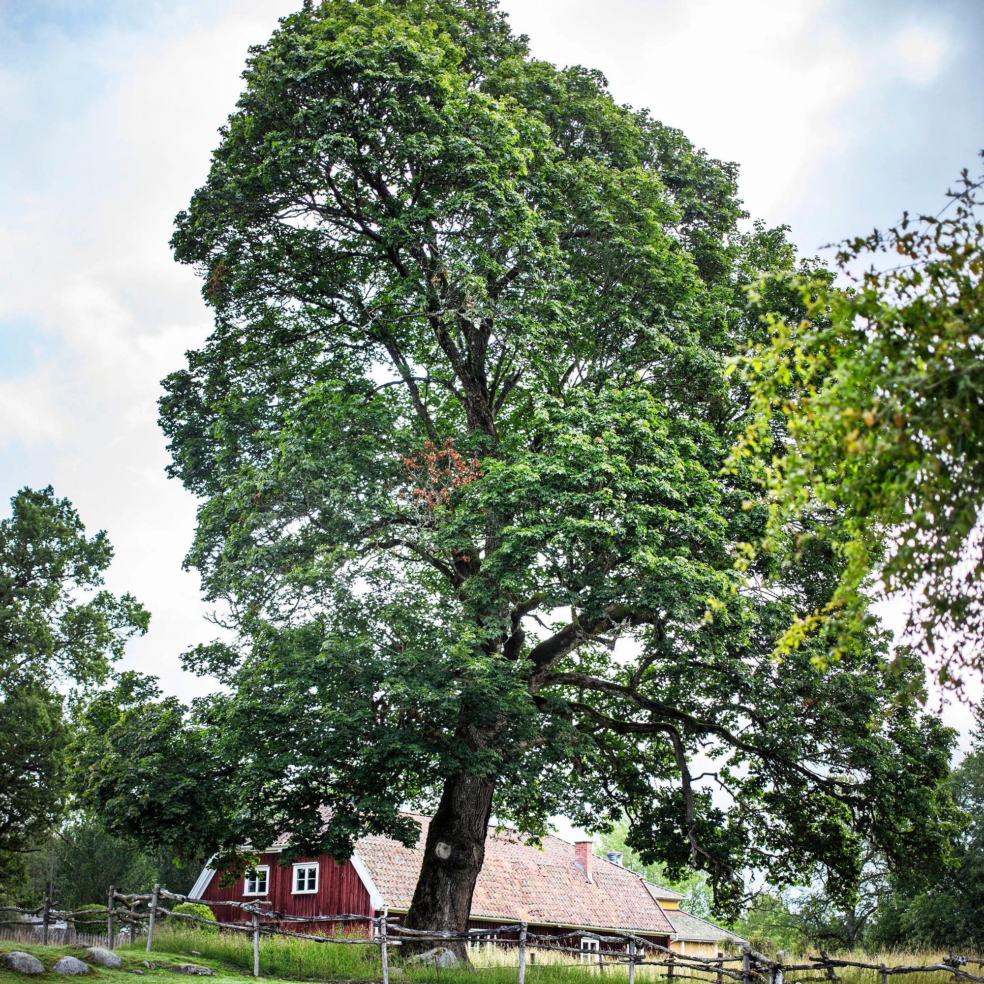 The oak tree brings royal grandeur to your garden—learn more about this familiar tree and how to grow it yourself