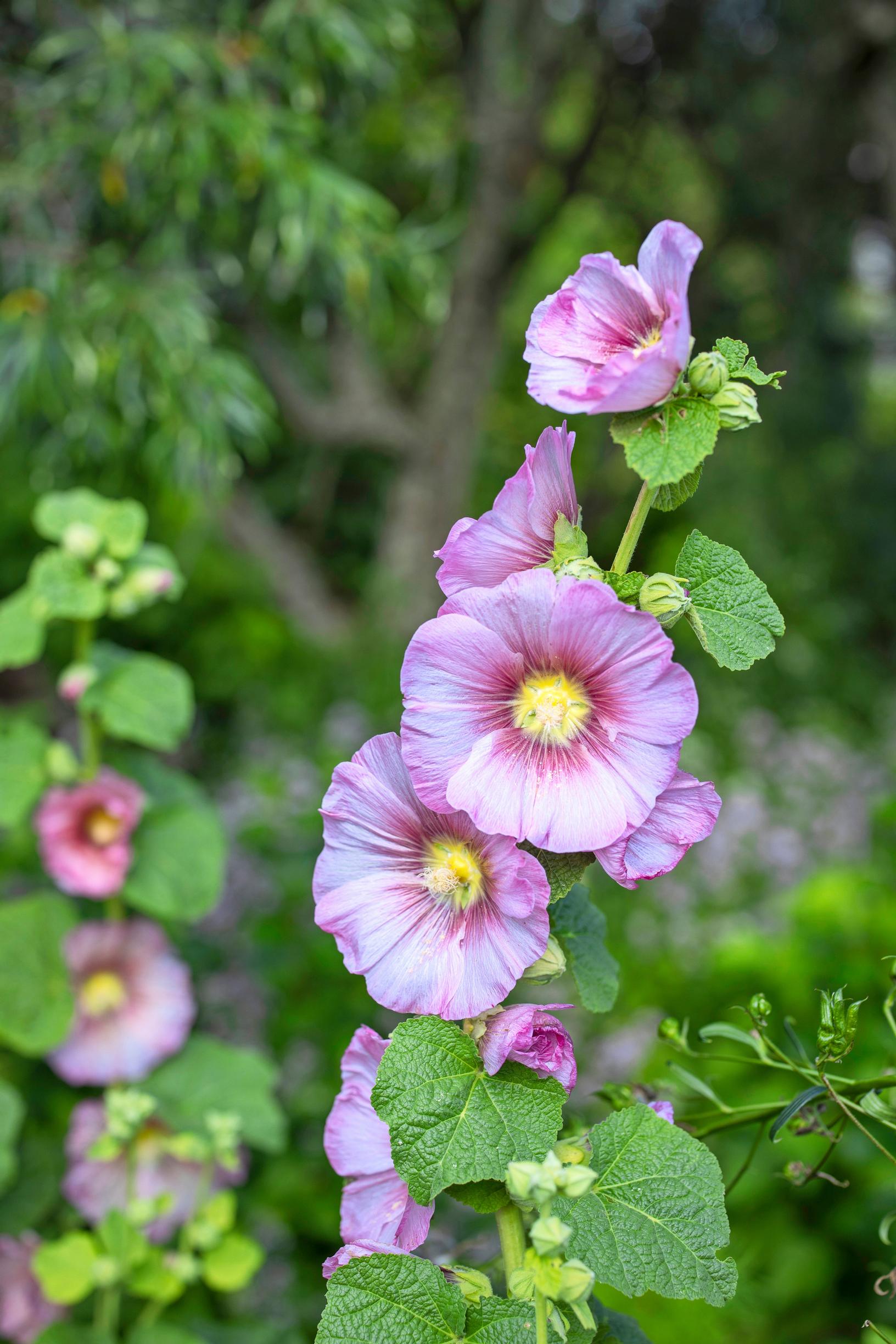 Hollyhock