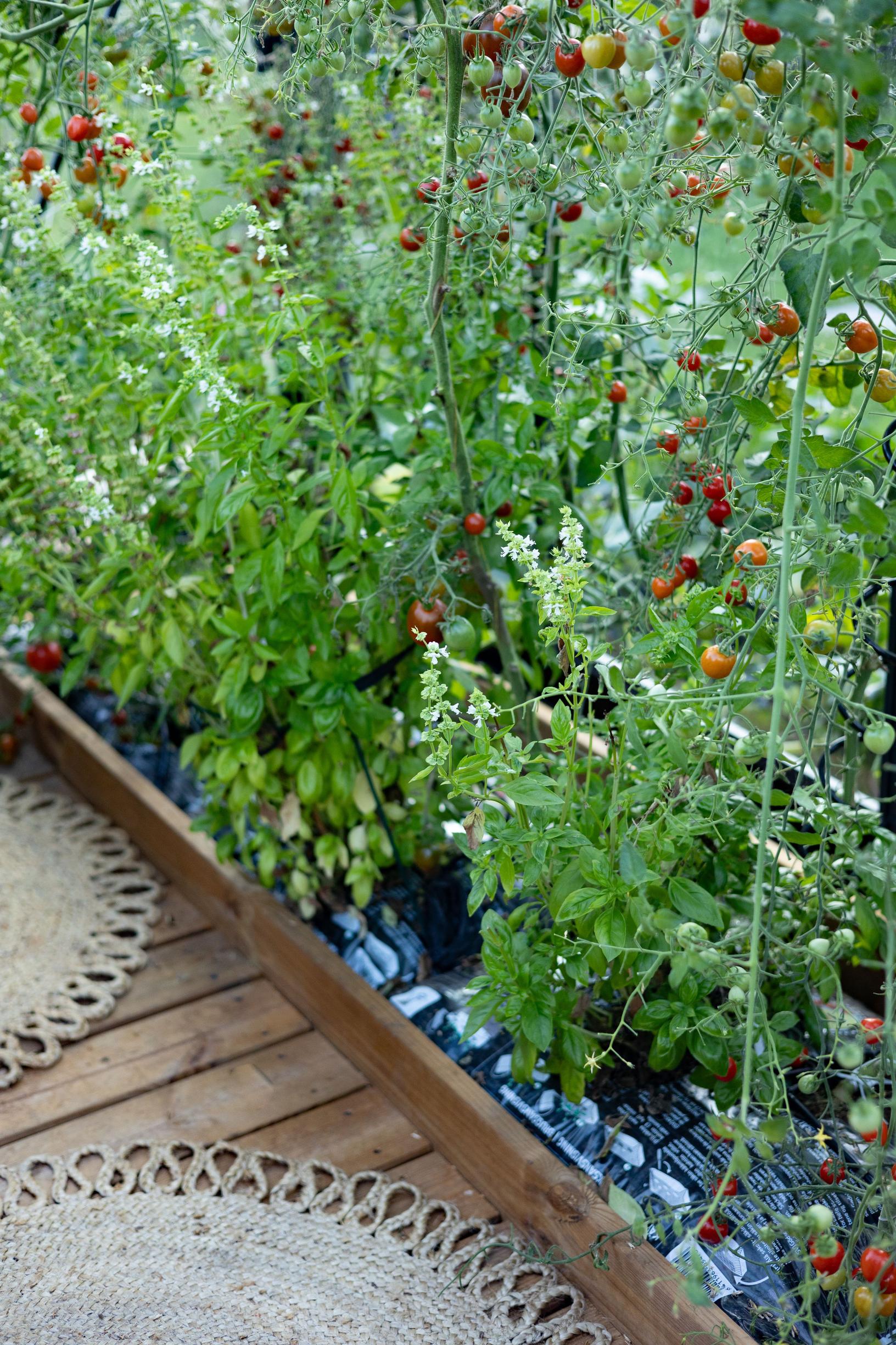 Tomatoes growing in the greenhouse.