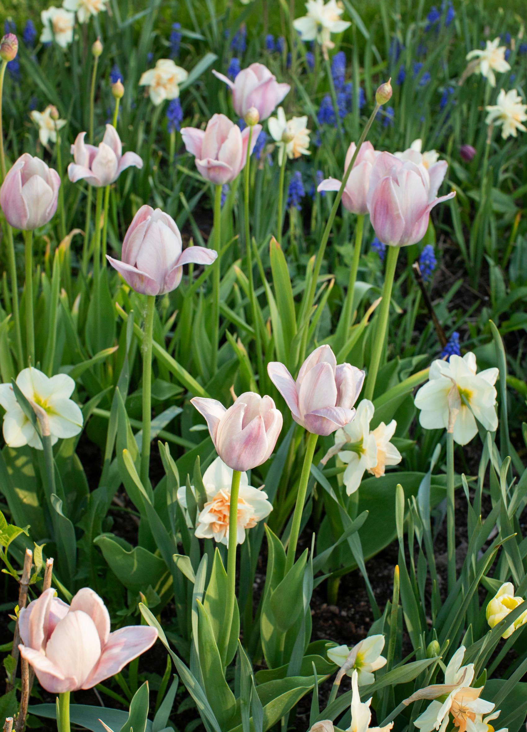 Bulb flower border