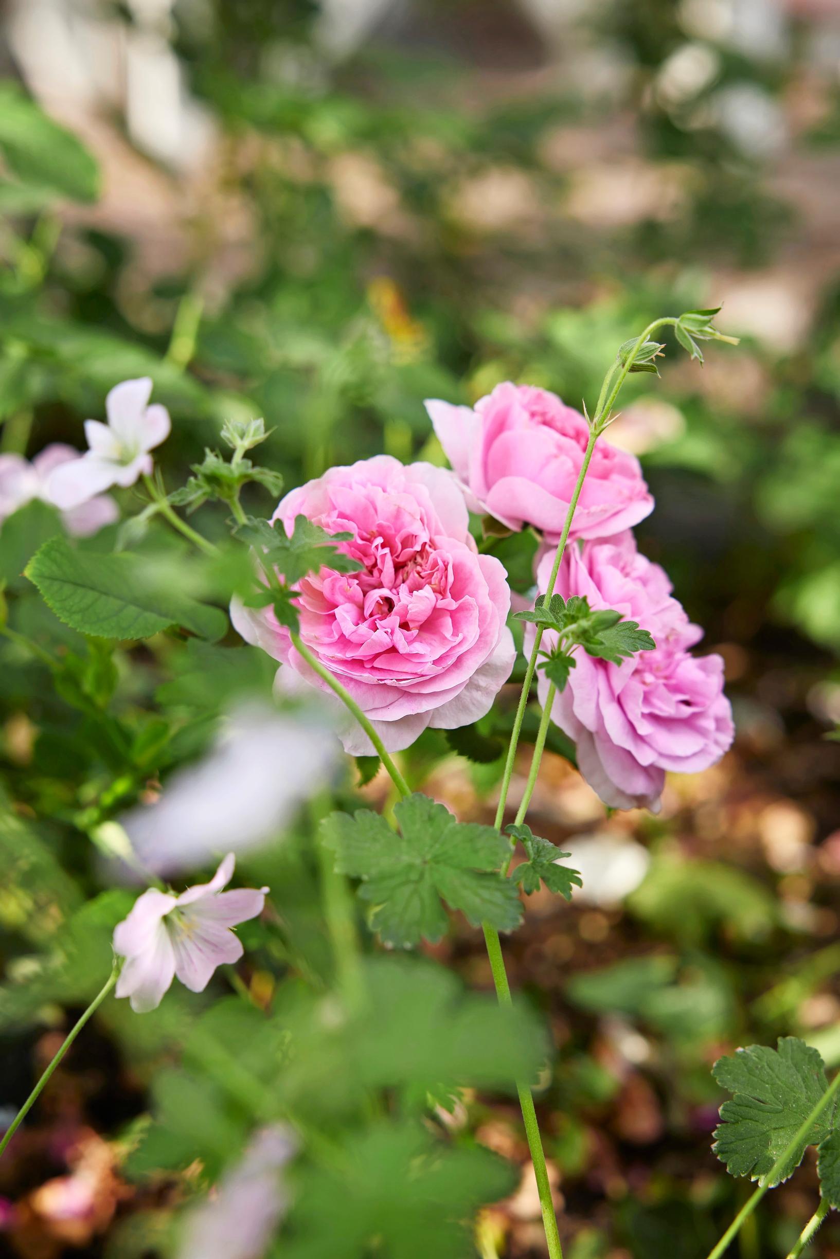 The David Austin rose ‘England’s Rose’ produces large clusters of blooms.