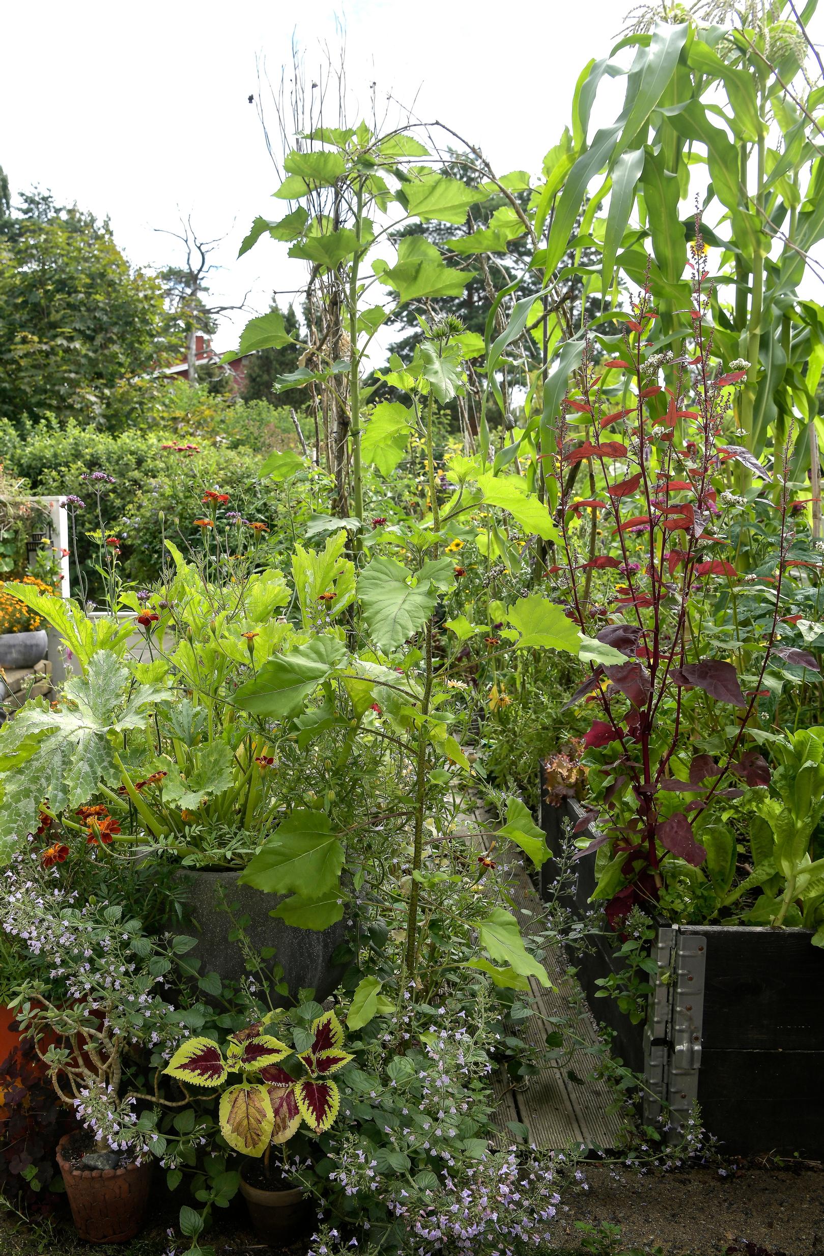 Lush raised beds