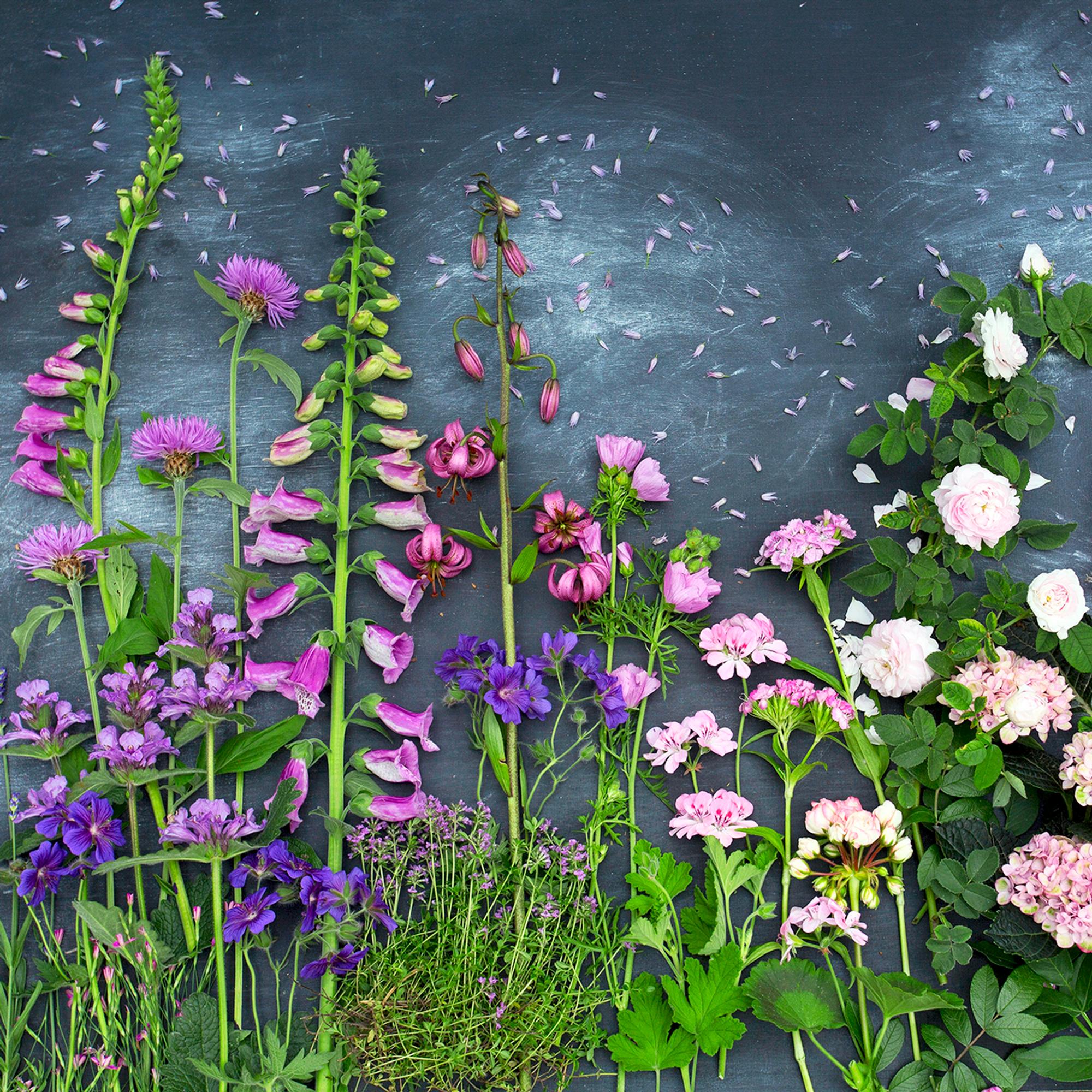 Dreaming of a garden that blooms all summer? These 47 plants will give you floral bursts all season long!