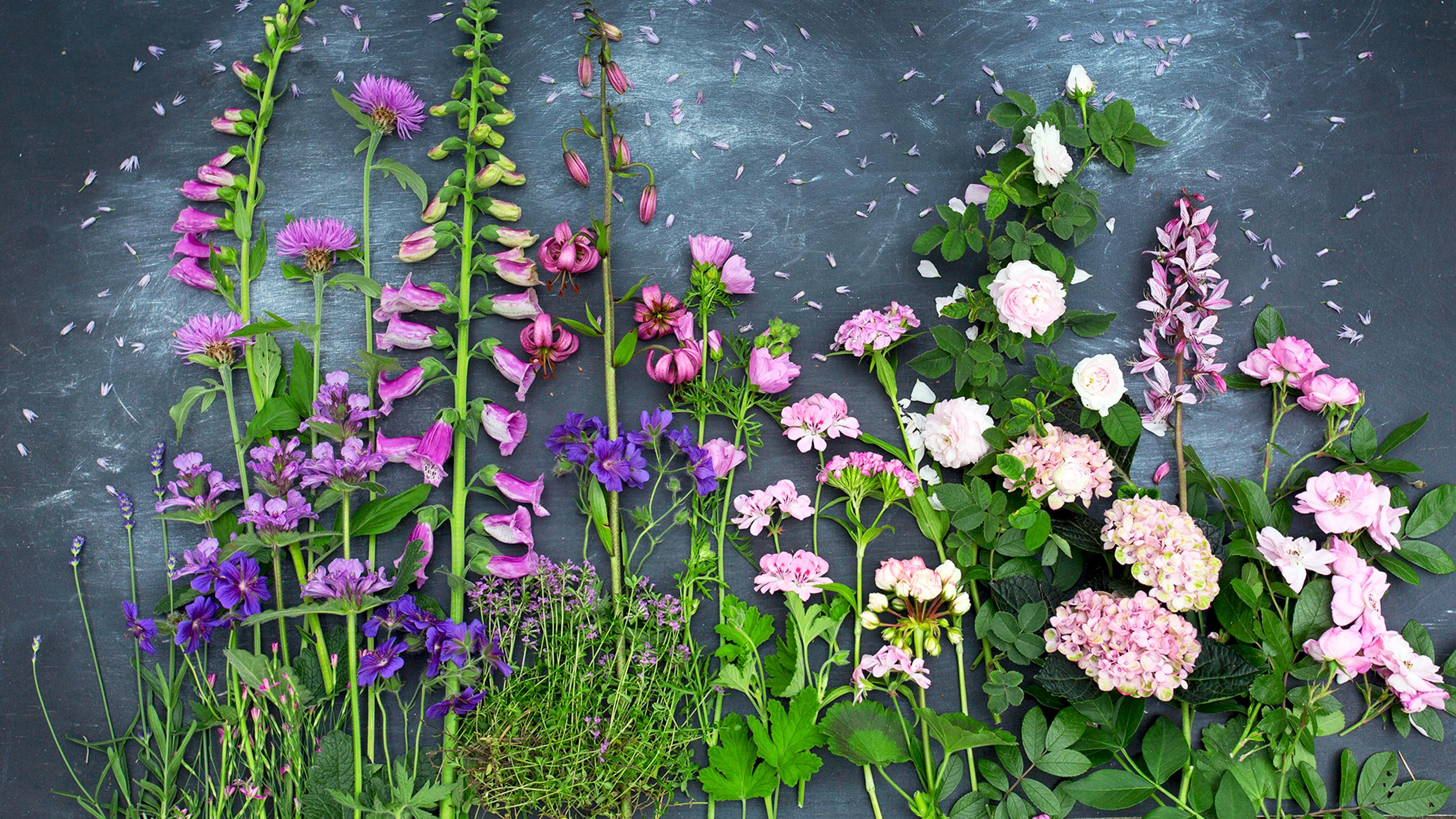 Dreaming of a garden that blooms all summer? These 47 plants will give you floral bursts all season long!