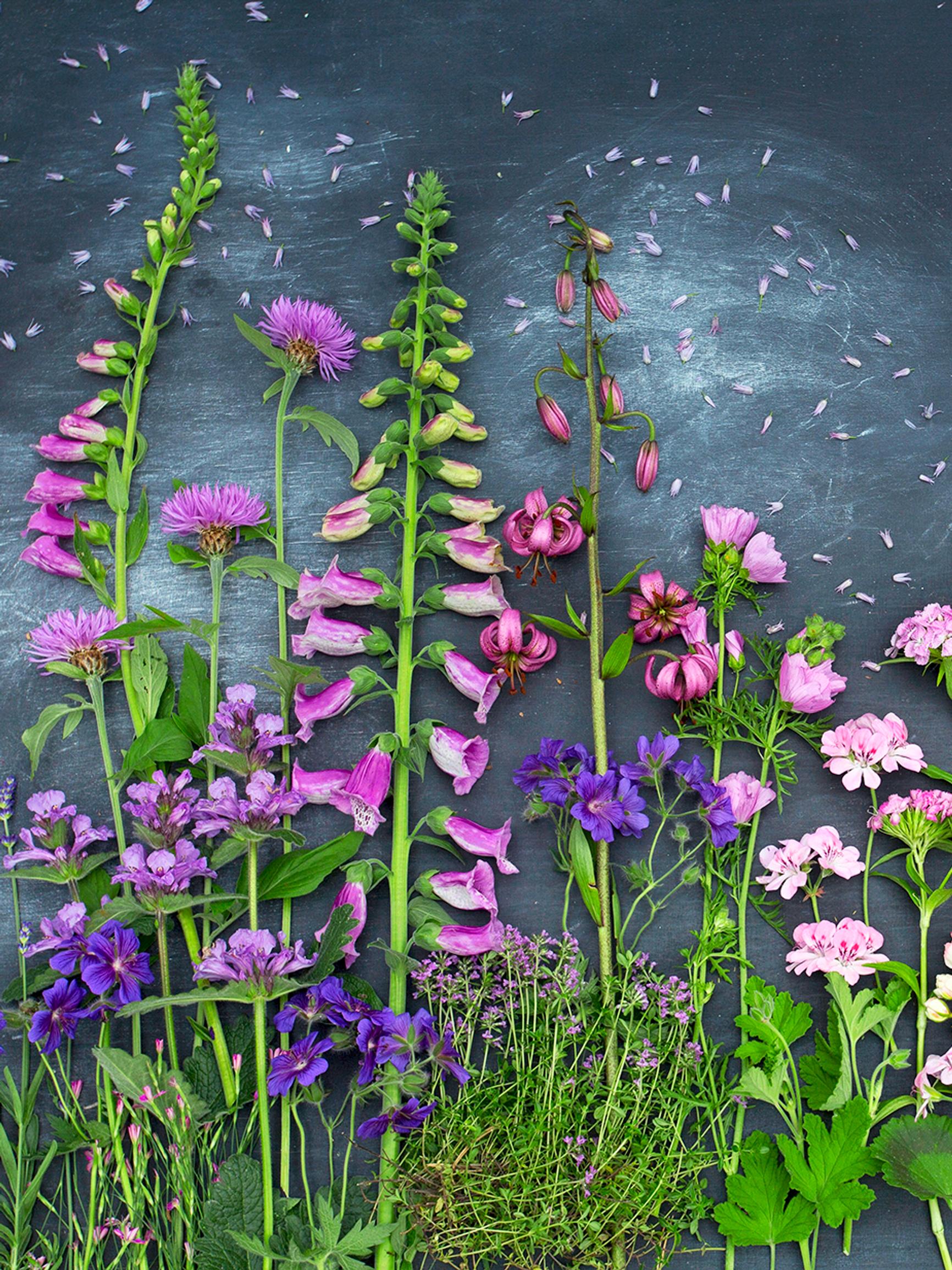 Dreaming of a garden that blooms all summer? These 47 plants will give you floral bursts all season long!