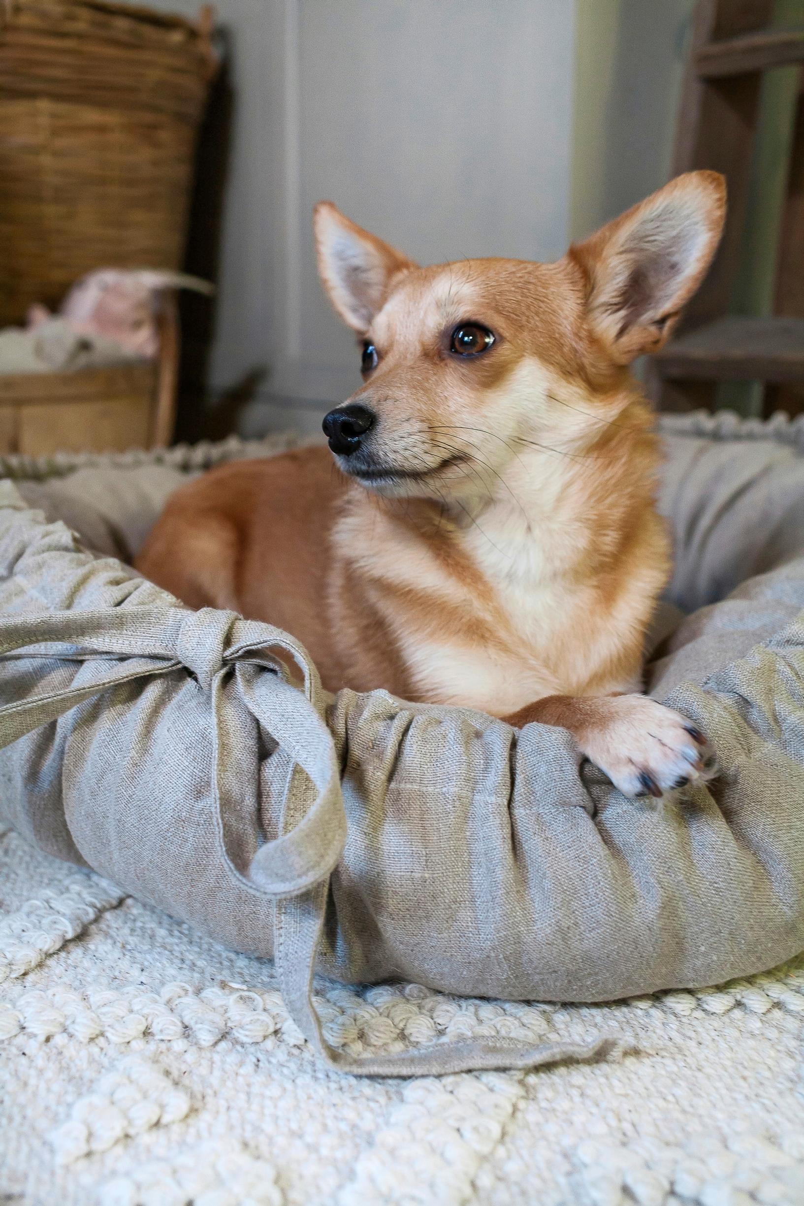 Dog in its own bed