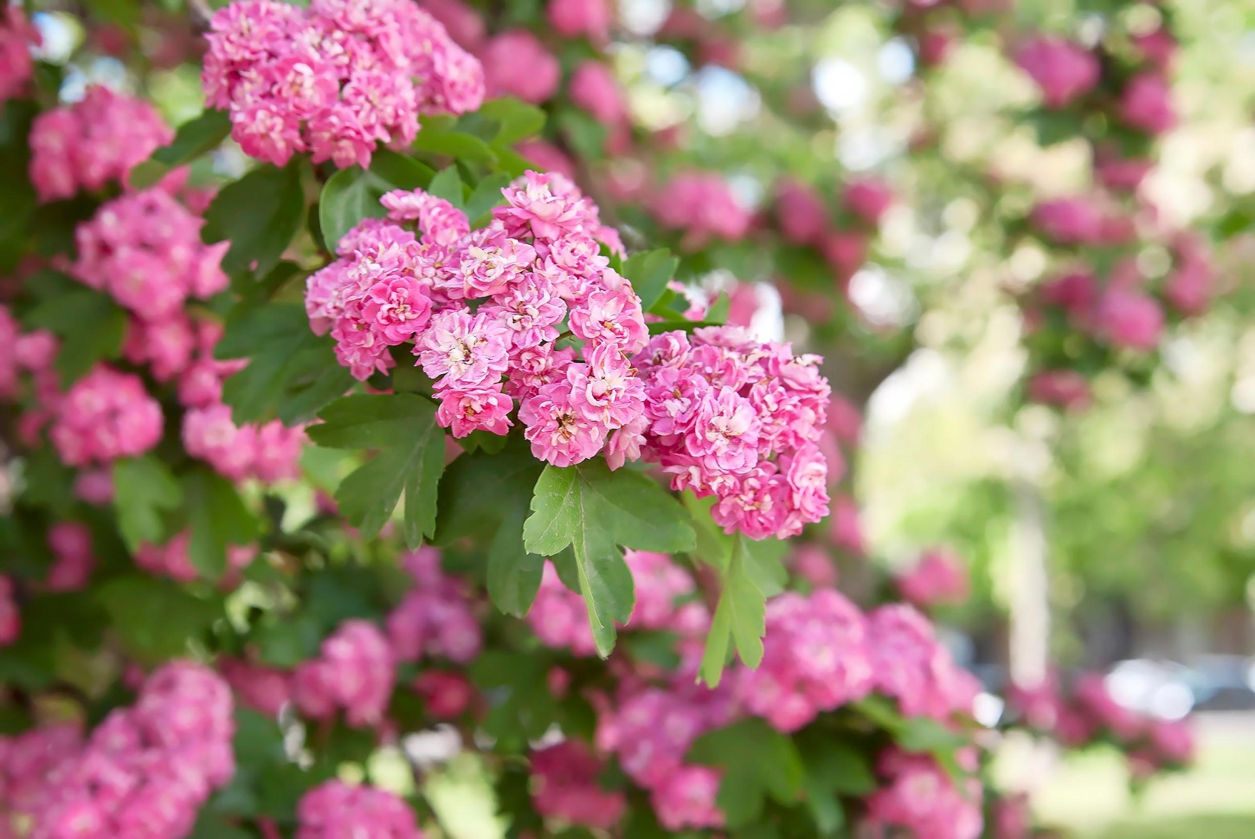 flowering trees for cold climate