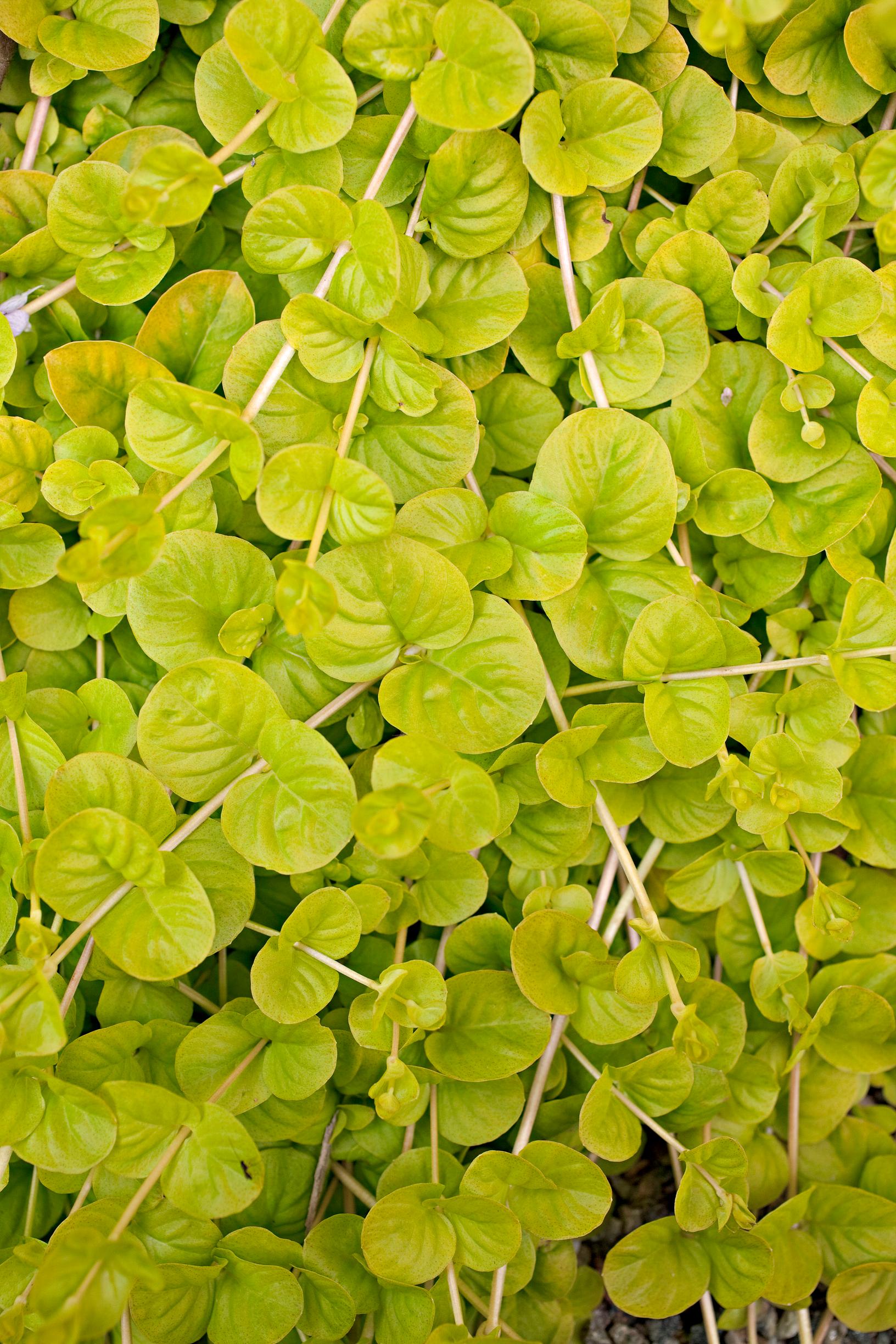 ground cover plants: creeping Jenny 