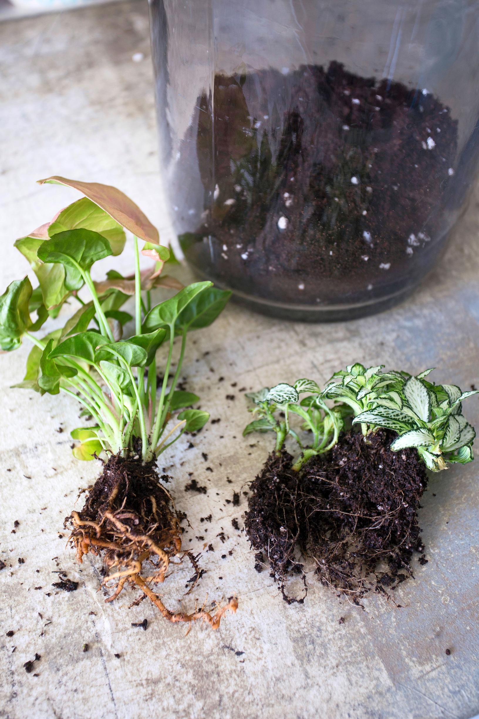 plant bottle