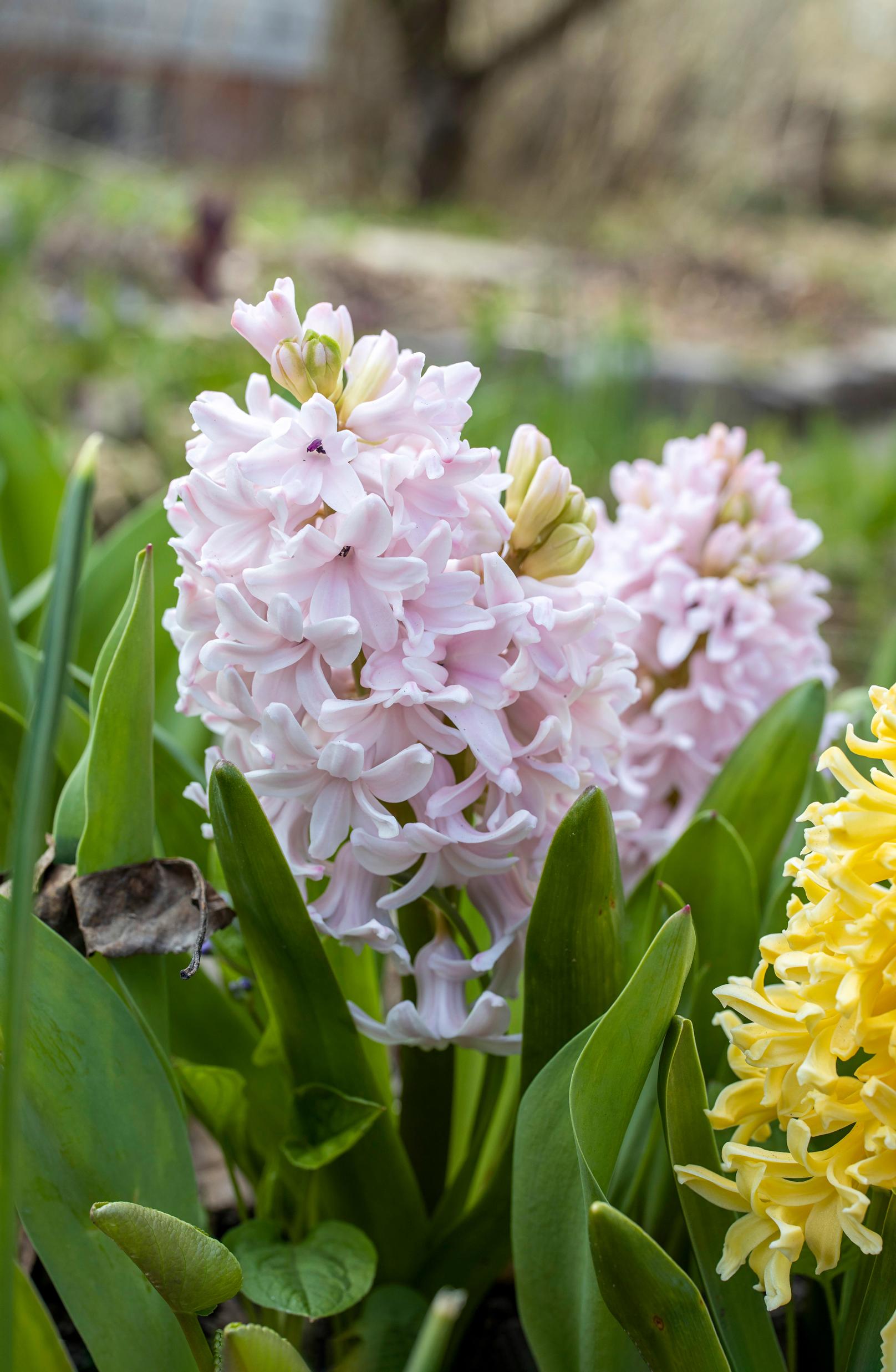 Hyacinth in the garden: purple and yellow hyacinths