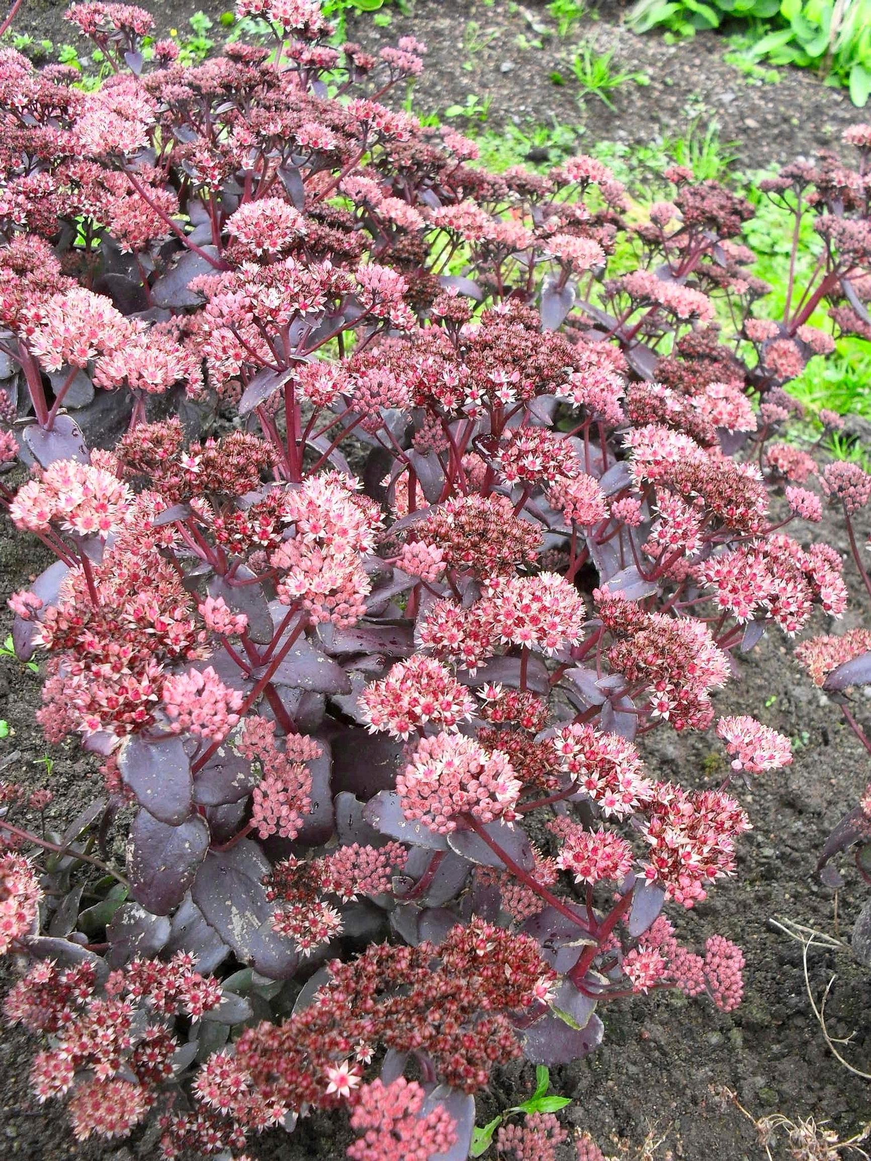 Easy grow perennial flowers