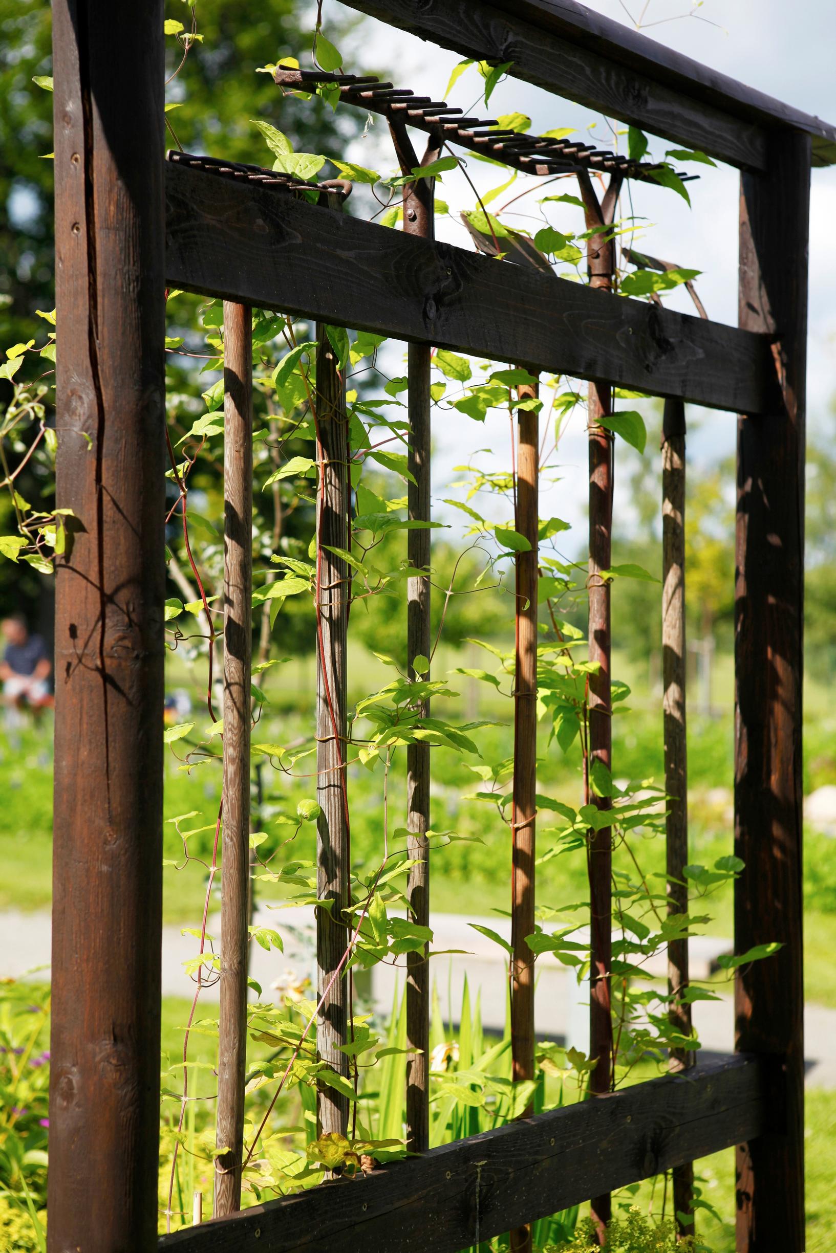Support for climbing plants: Vine support from old tools