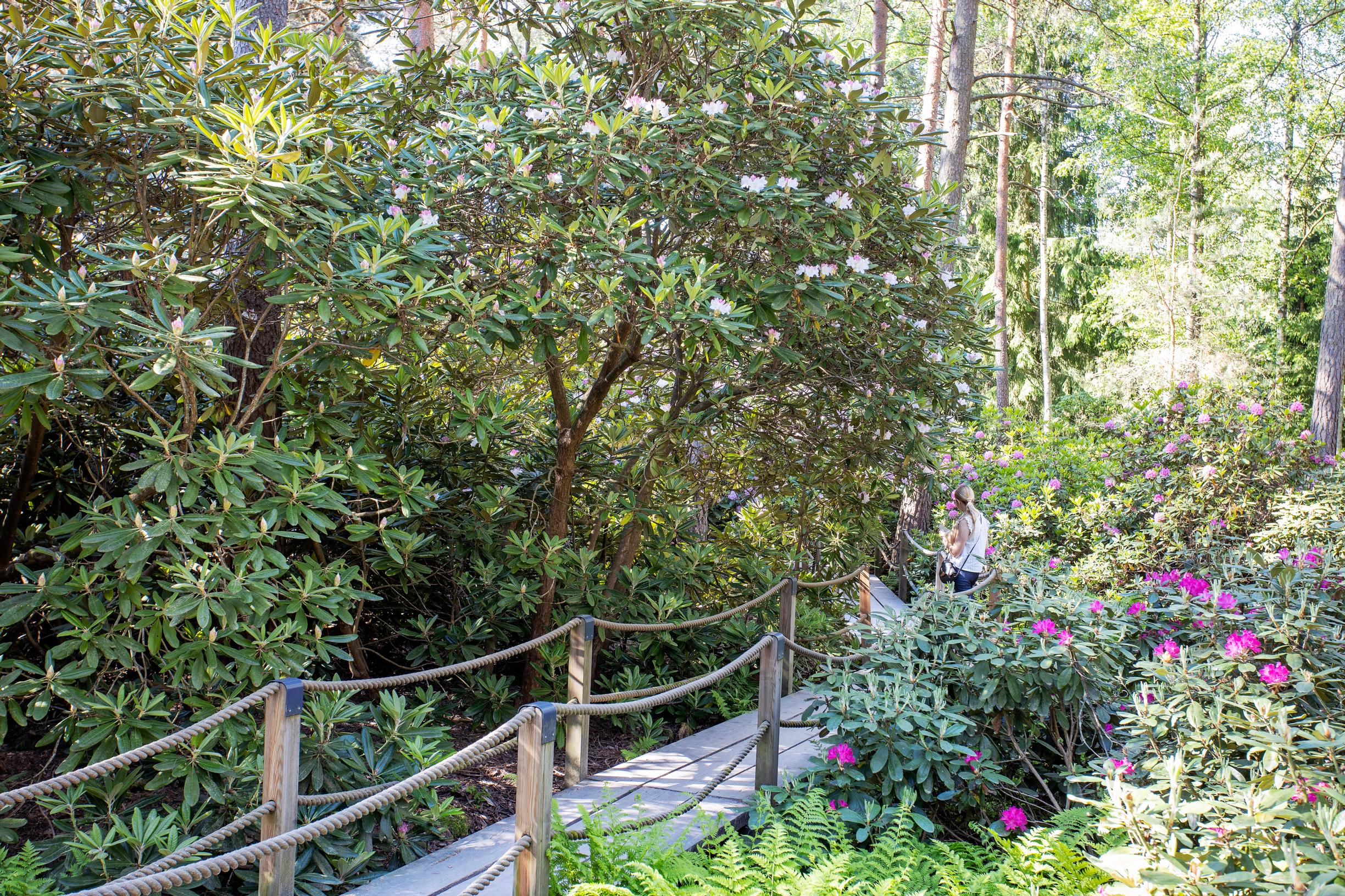 Boardwalks among the rhododendrons