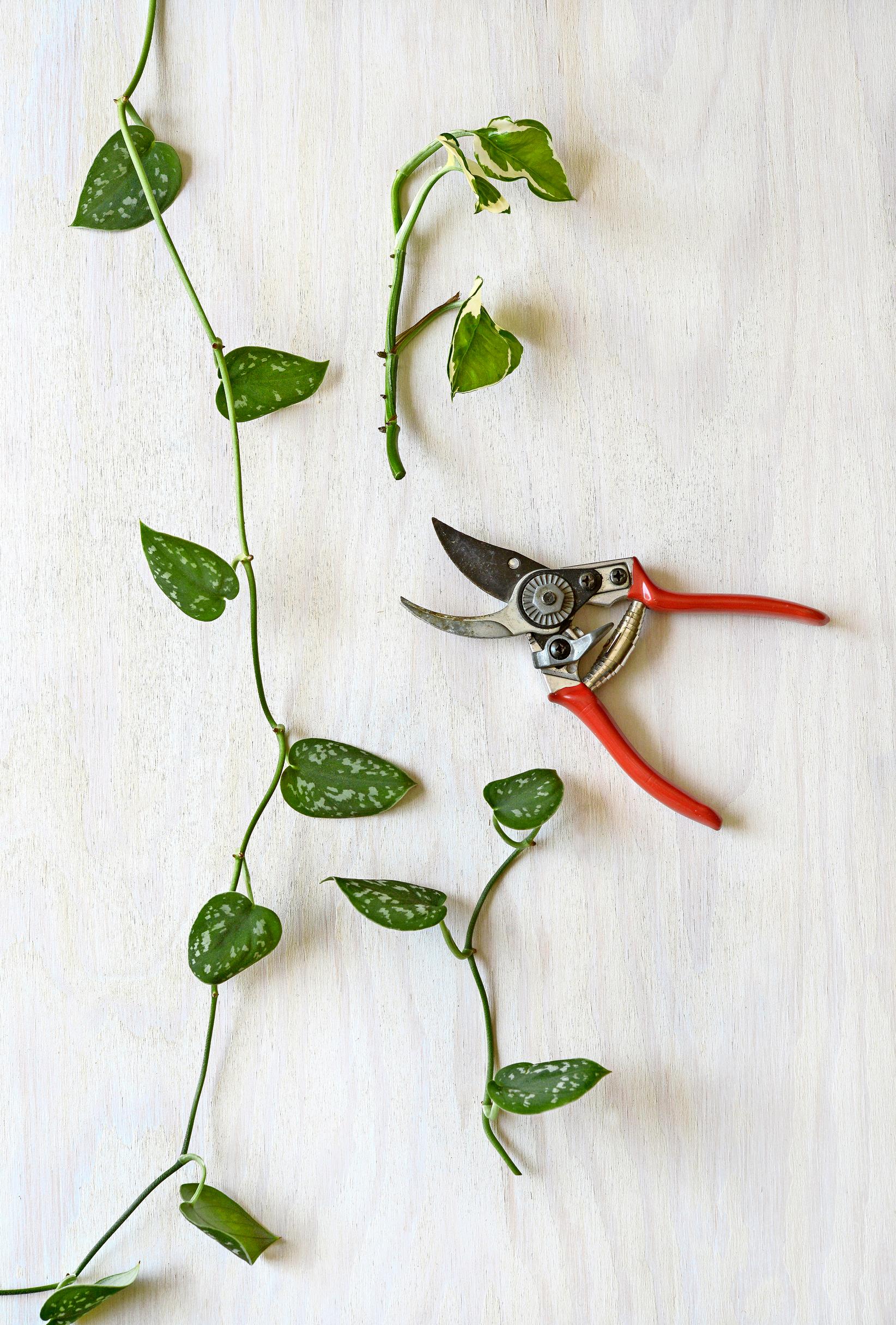 Growing plant cuttings