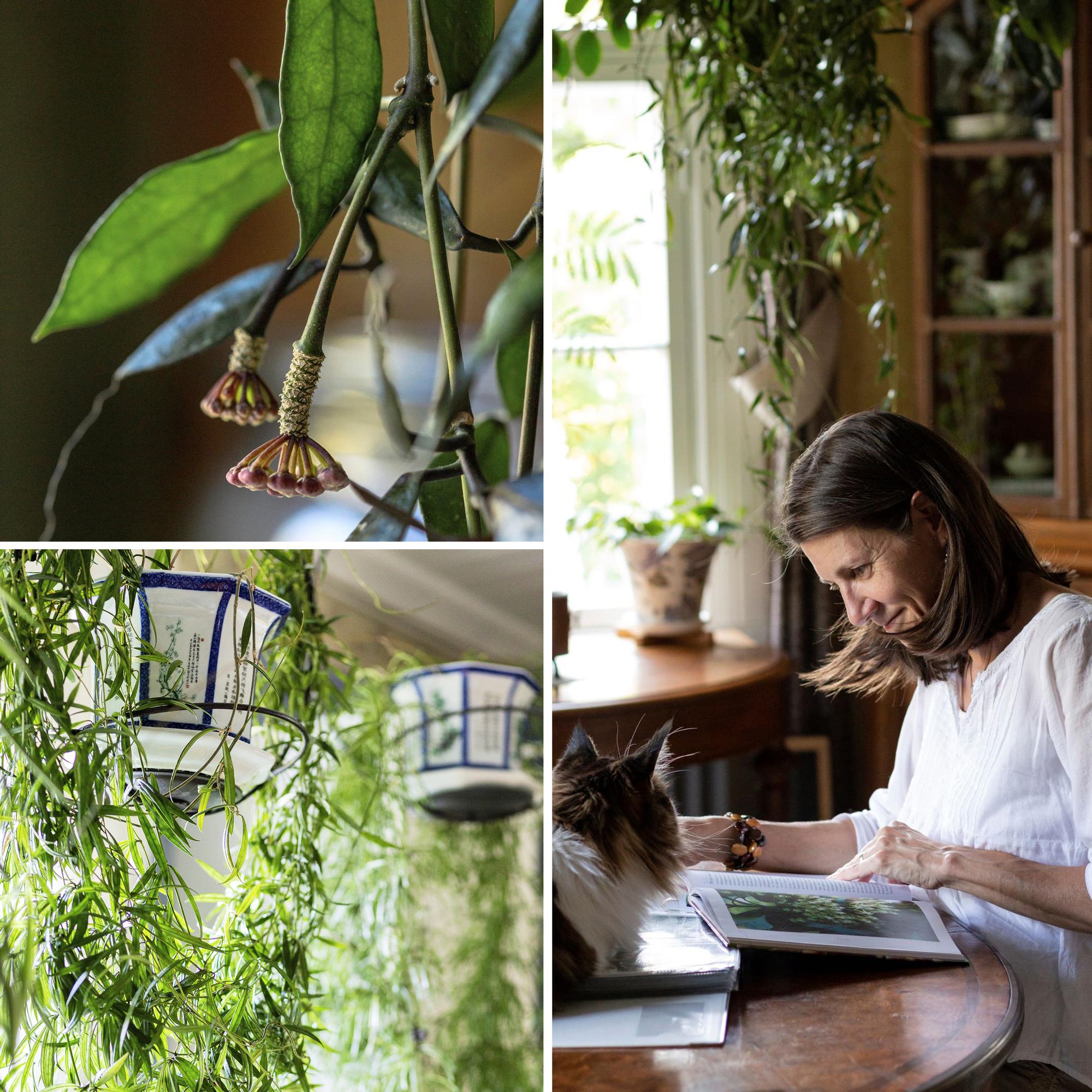 Charming and refined: Gitta’s hoya obsession blossomed when she met her spouse—and his impressive hoya carnosa
