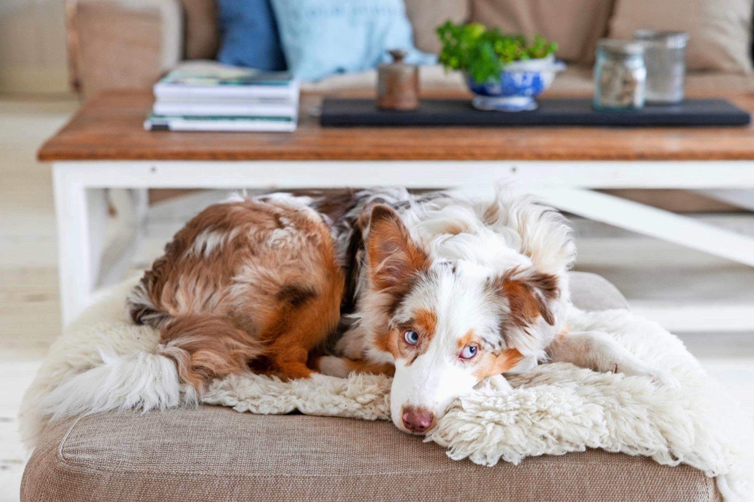 dog resting on an ottoman