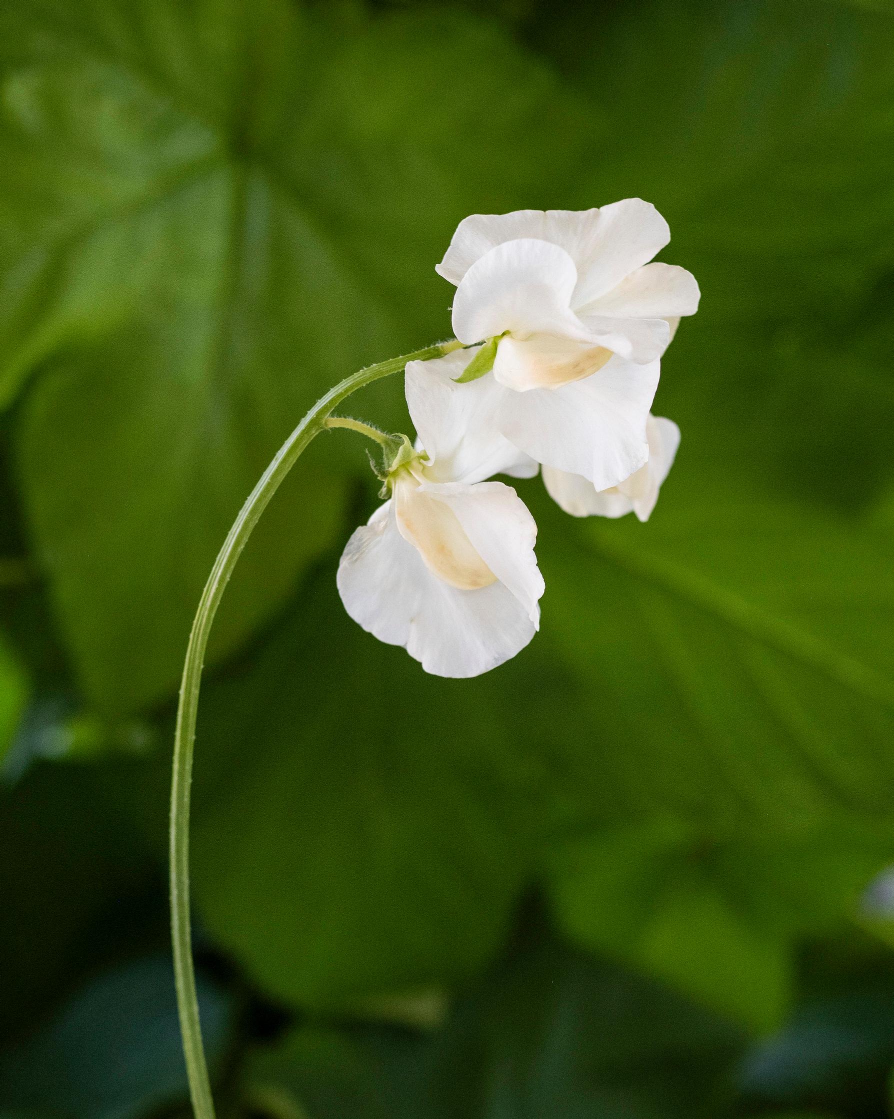 Sweet pea 'Jilly'.