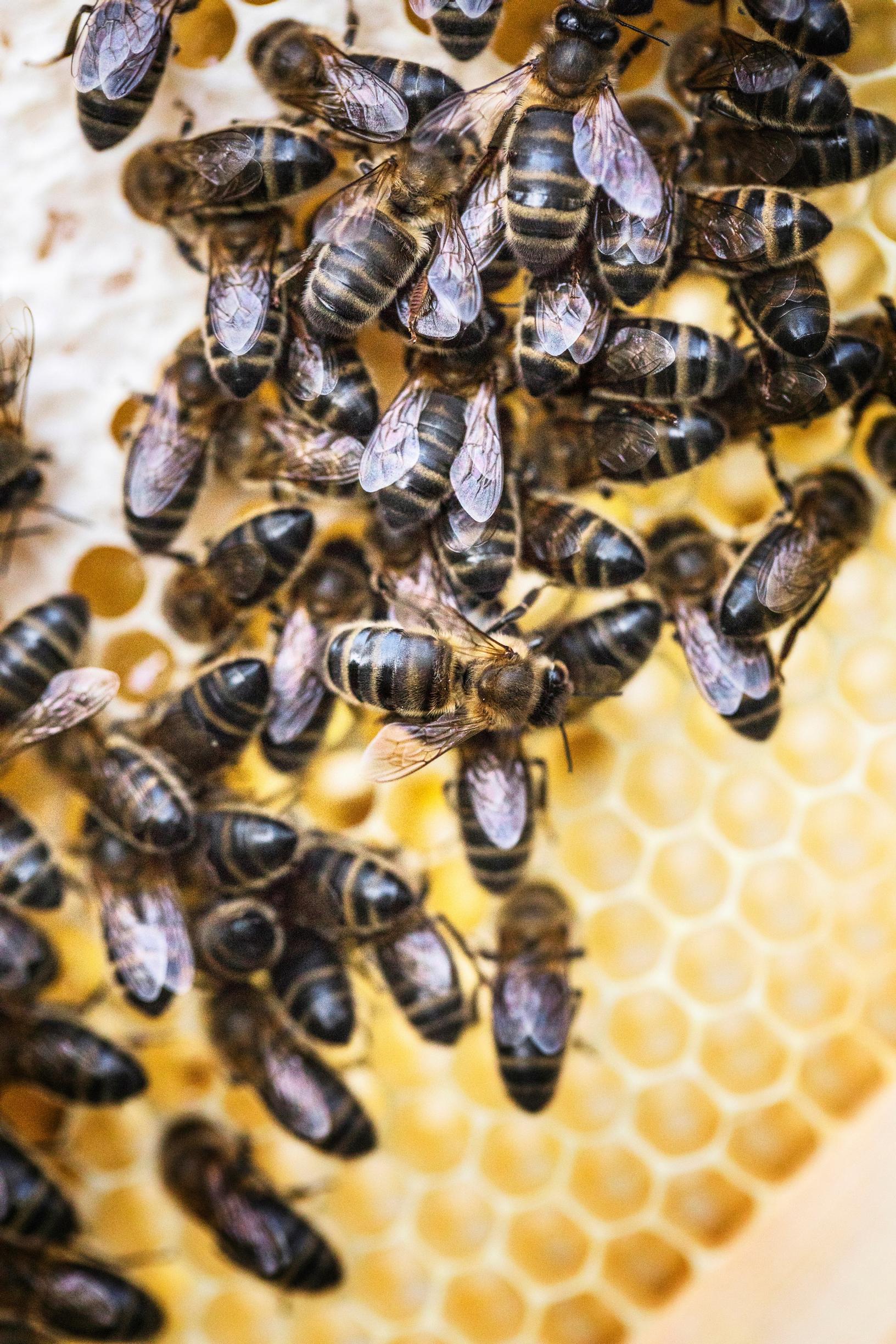 Dark bees
