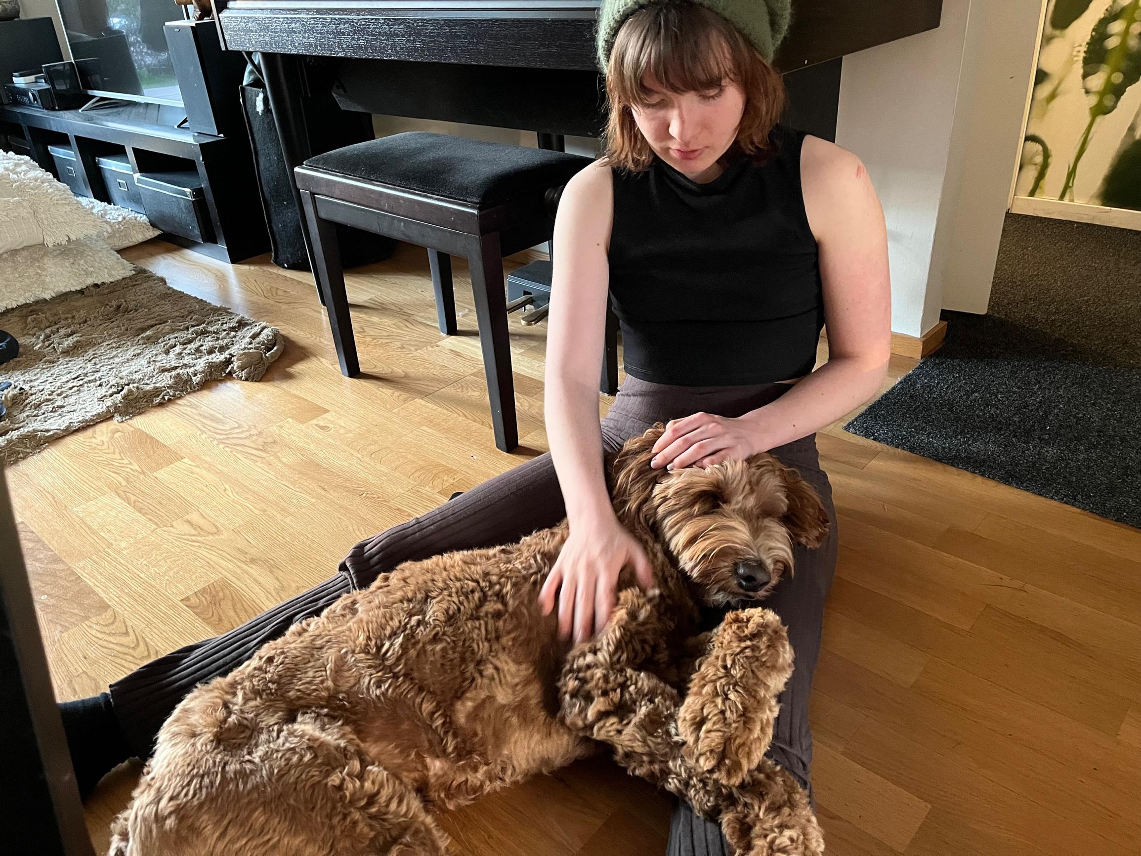 Australian Labradoodle Aku