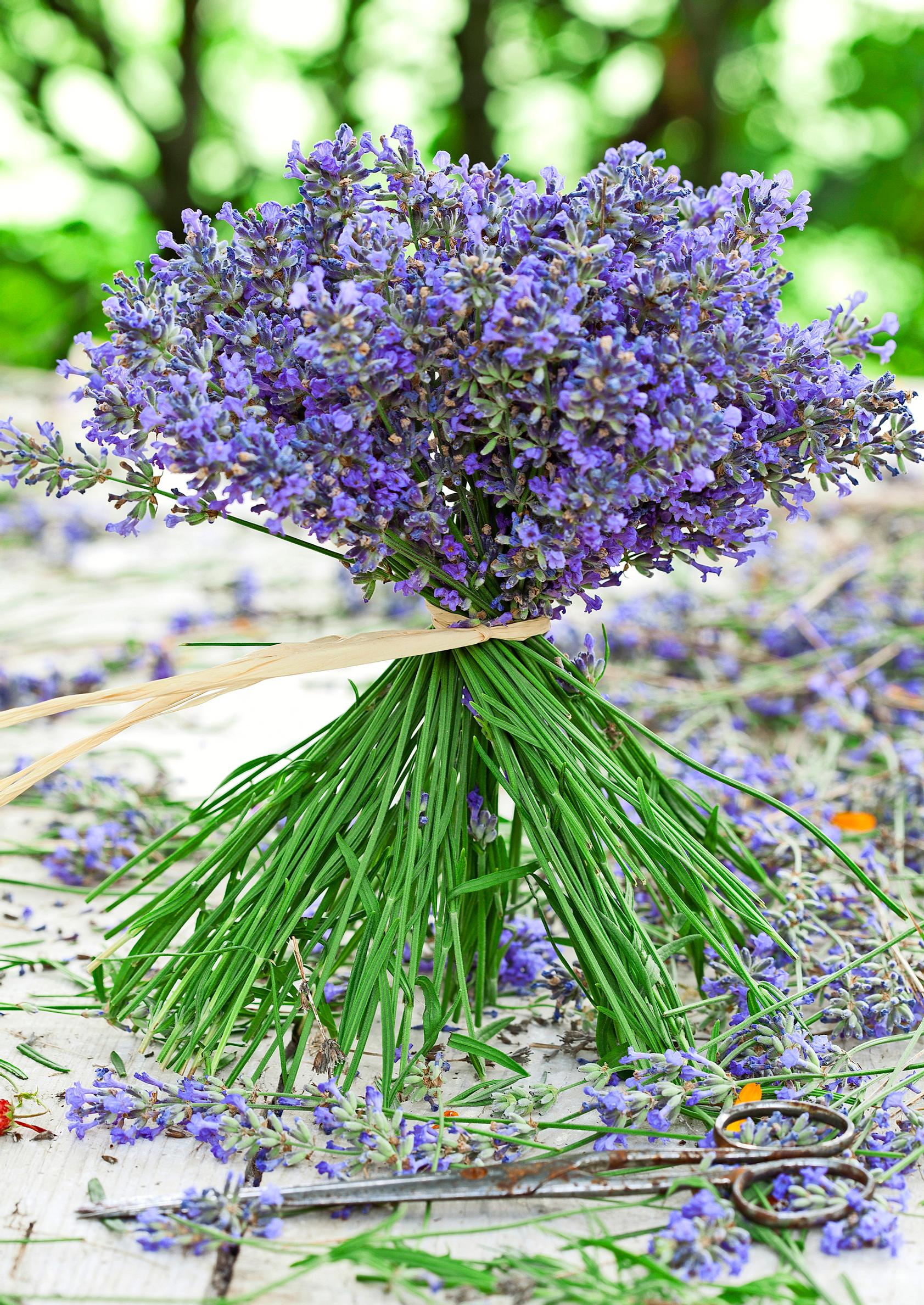 Ways to use lavender
