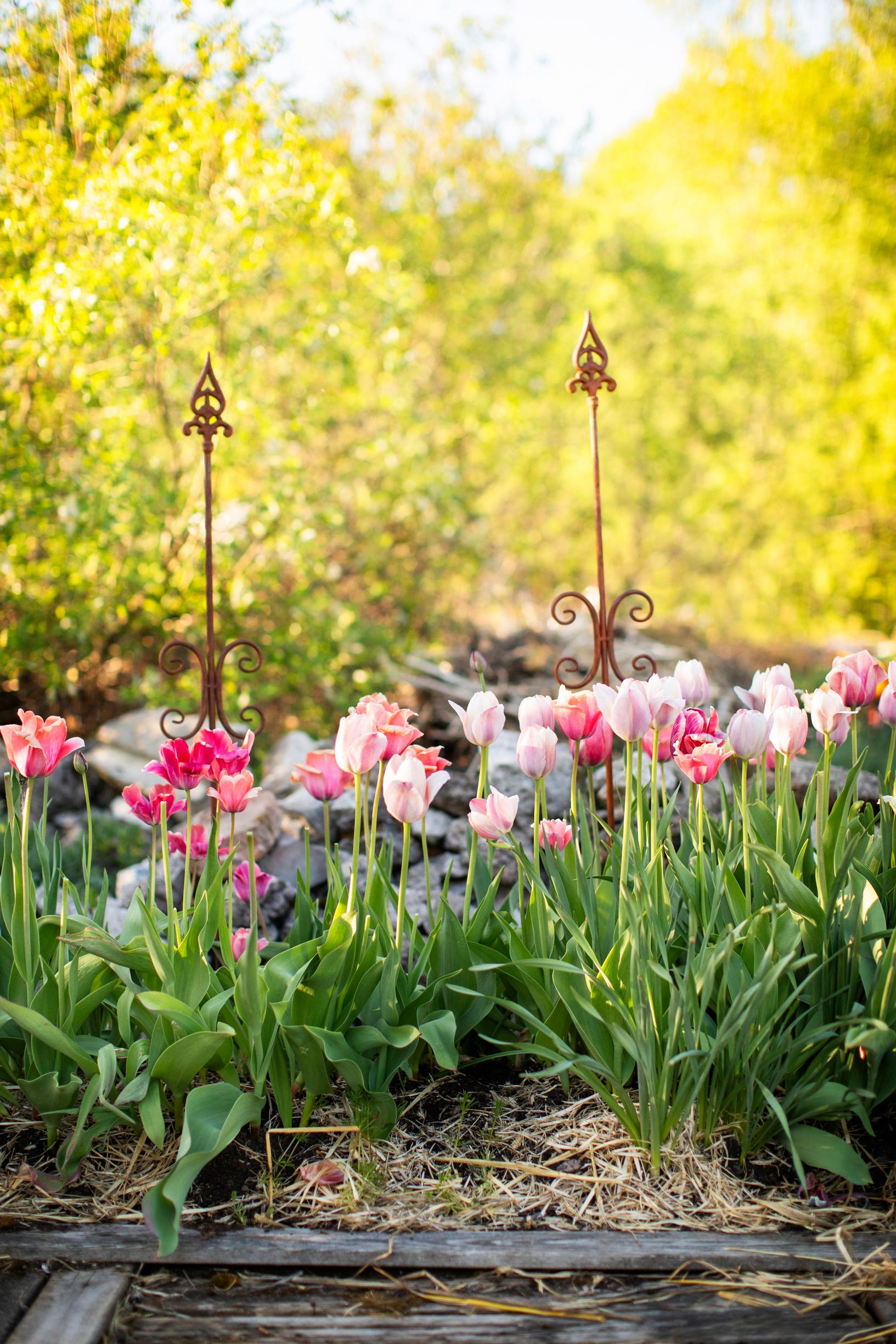 Tulip farming – growing cut tulips: straw mulch in a tulip bed