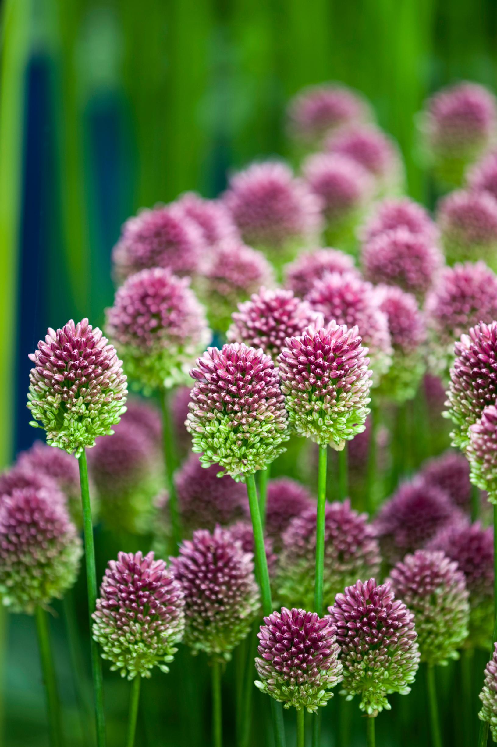 Drumstick allium