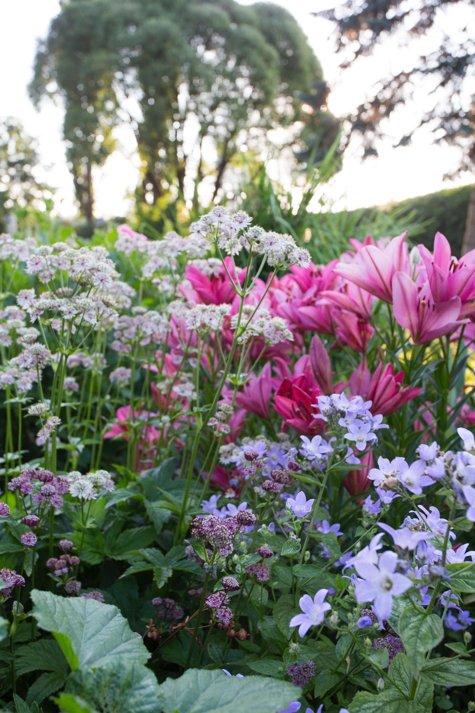 Lilies bring dazzling blooms with little effort – get tips on growing and care