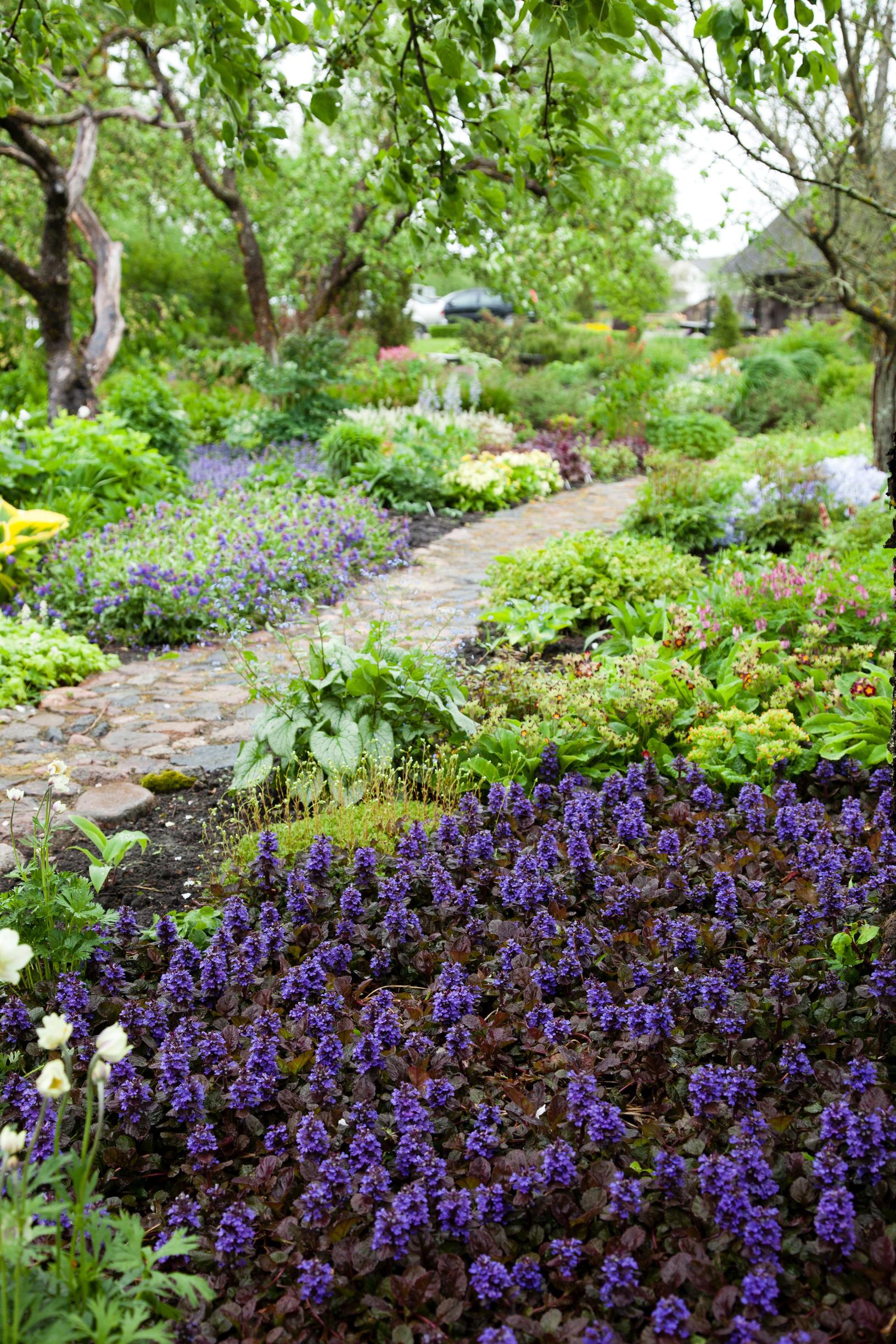 Groundcover plants: 20 species for creating a lush, easy-care garden