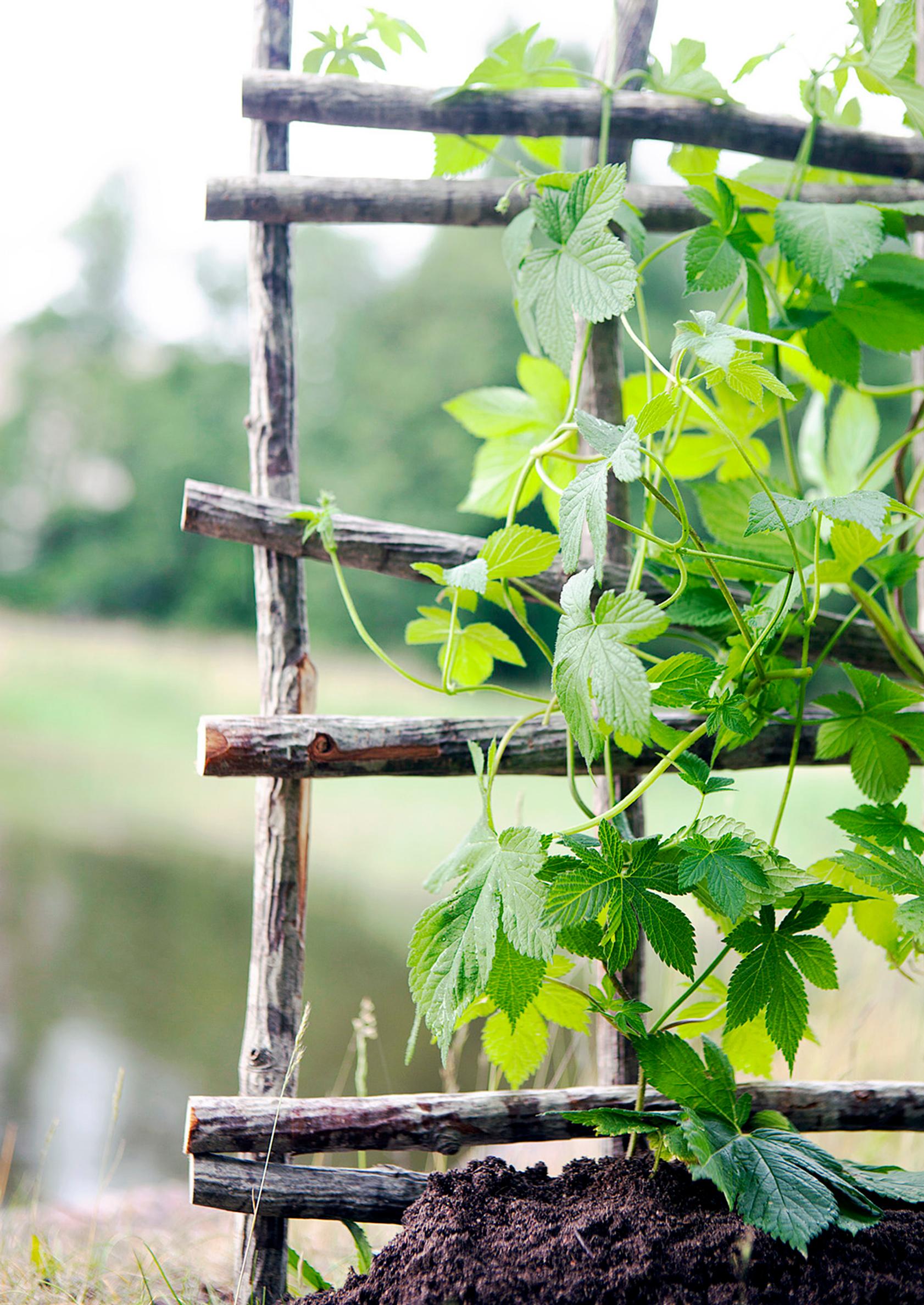 A trellis made from branches.