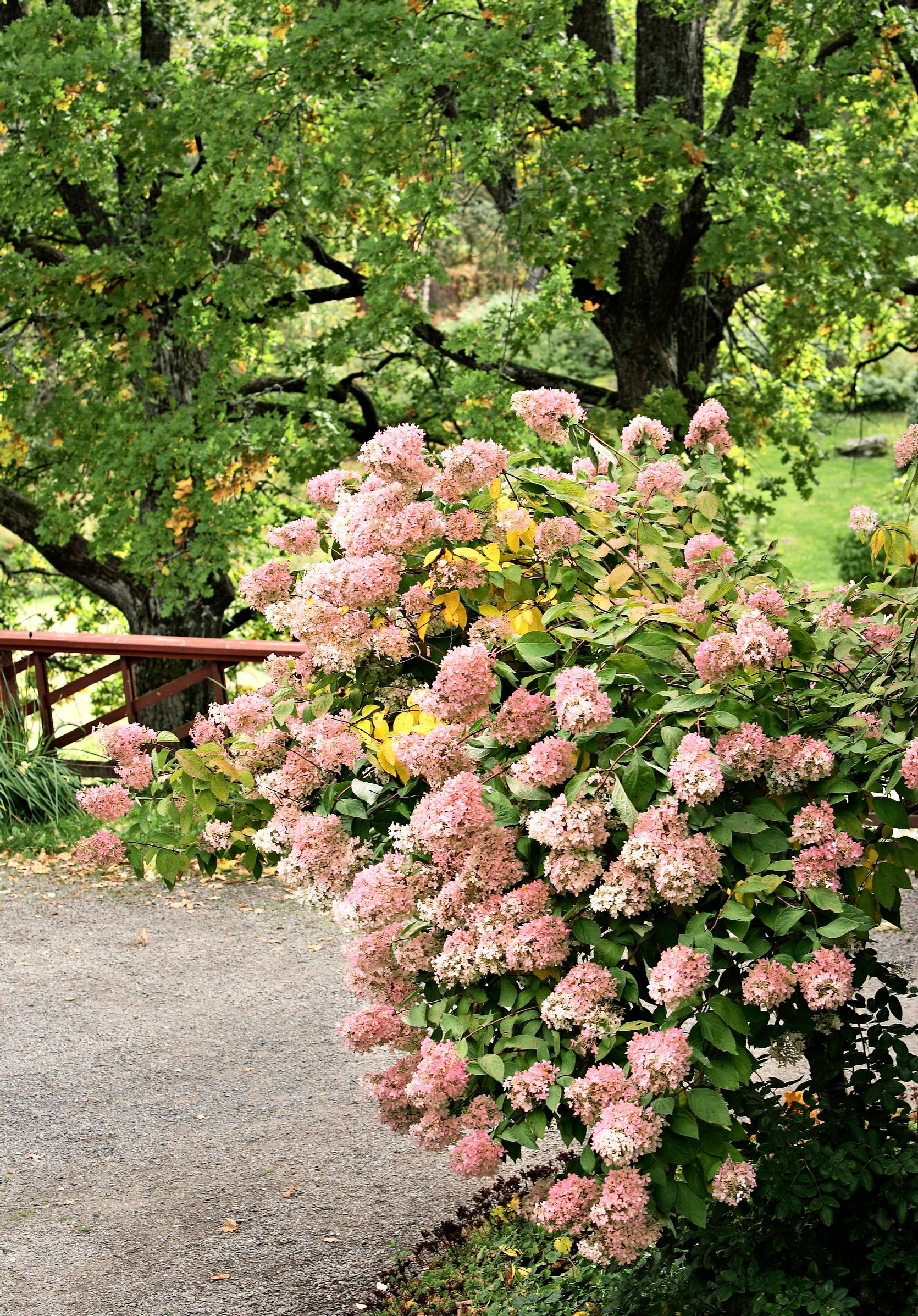 Peegee hydrangea: how to plant and care for the garden’s most enchanting shrub
