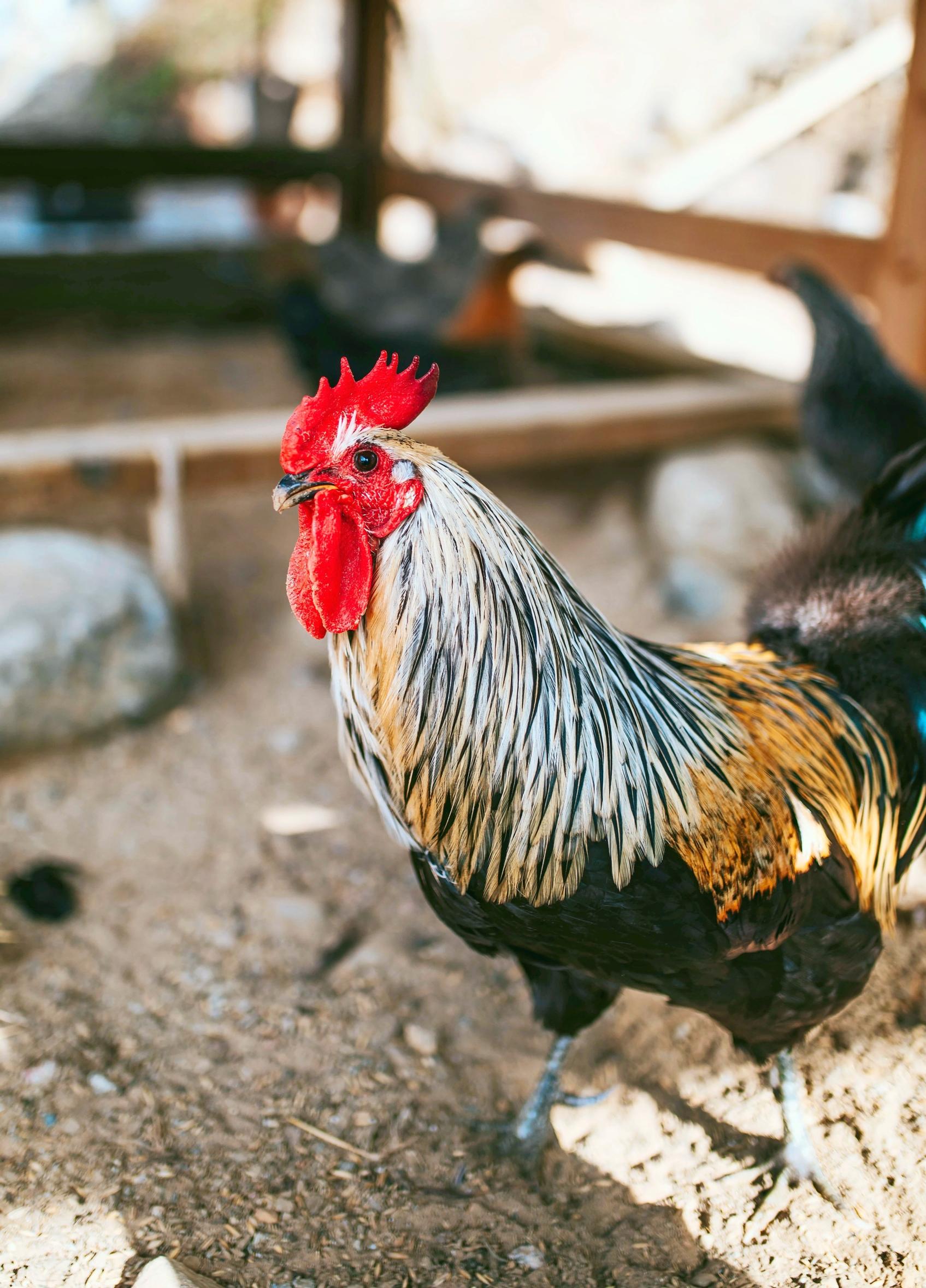 A heritage chicken