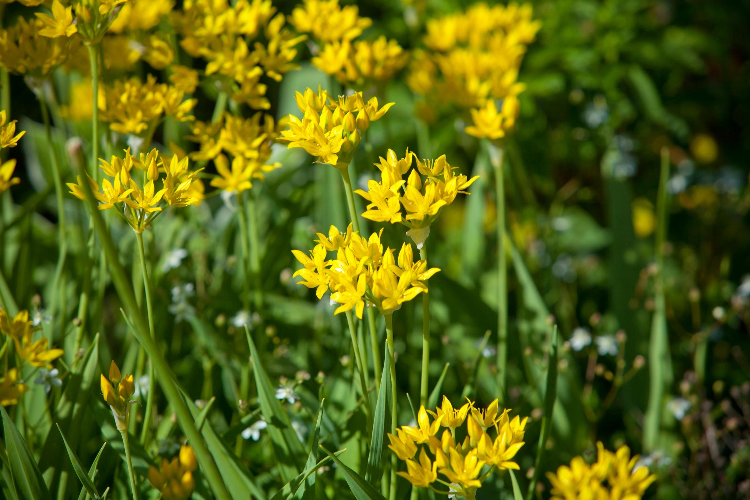 yellow garlic