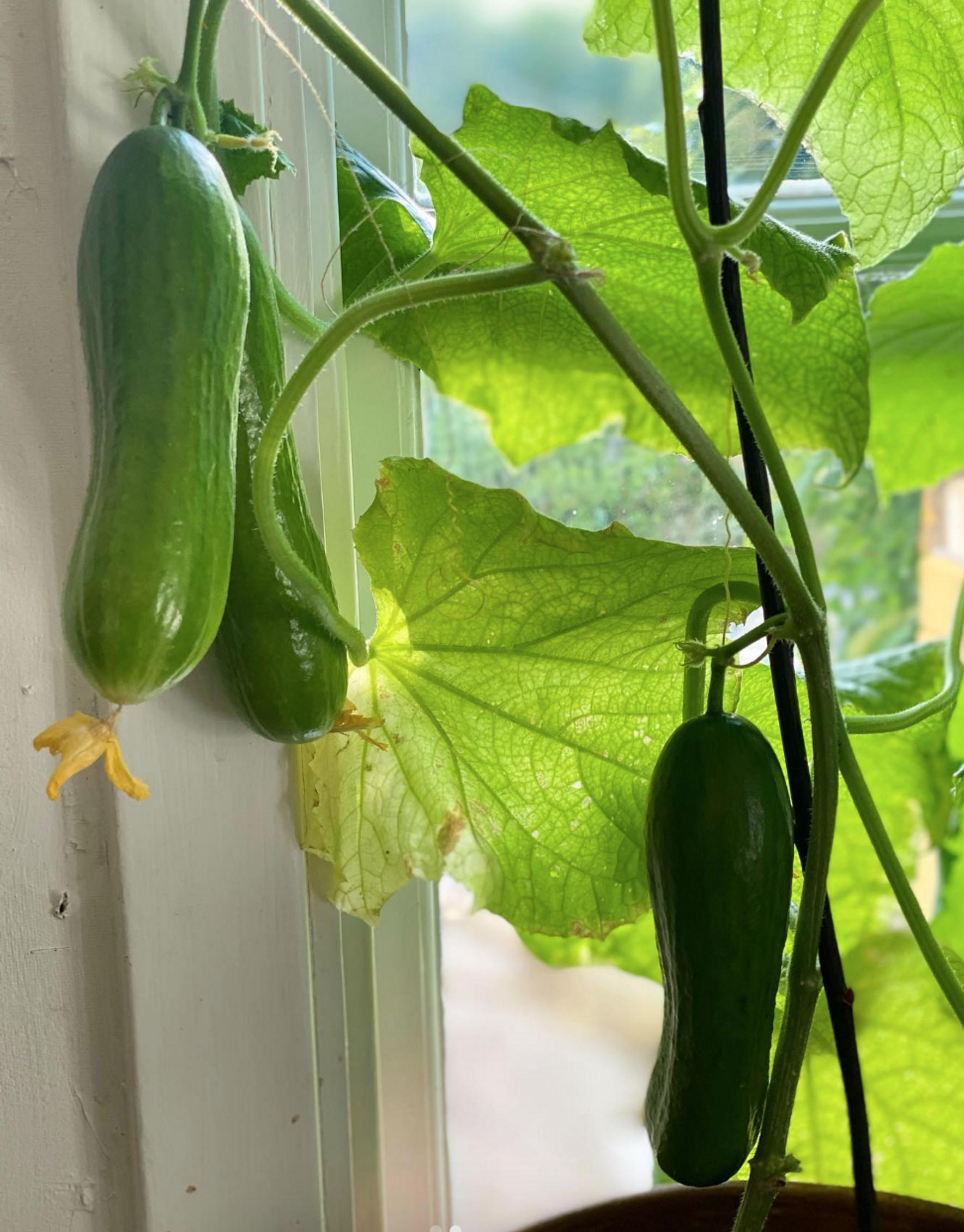 Window cucumbers growing in Malin’s home