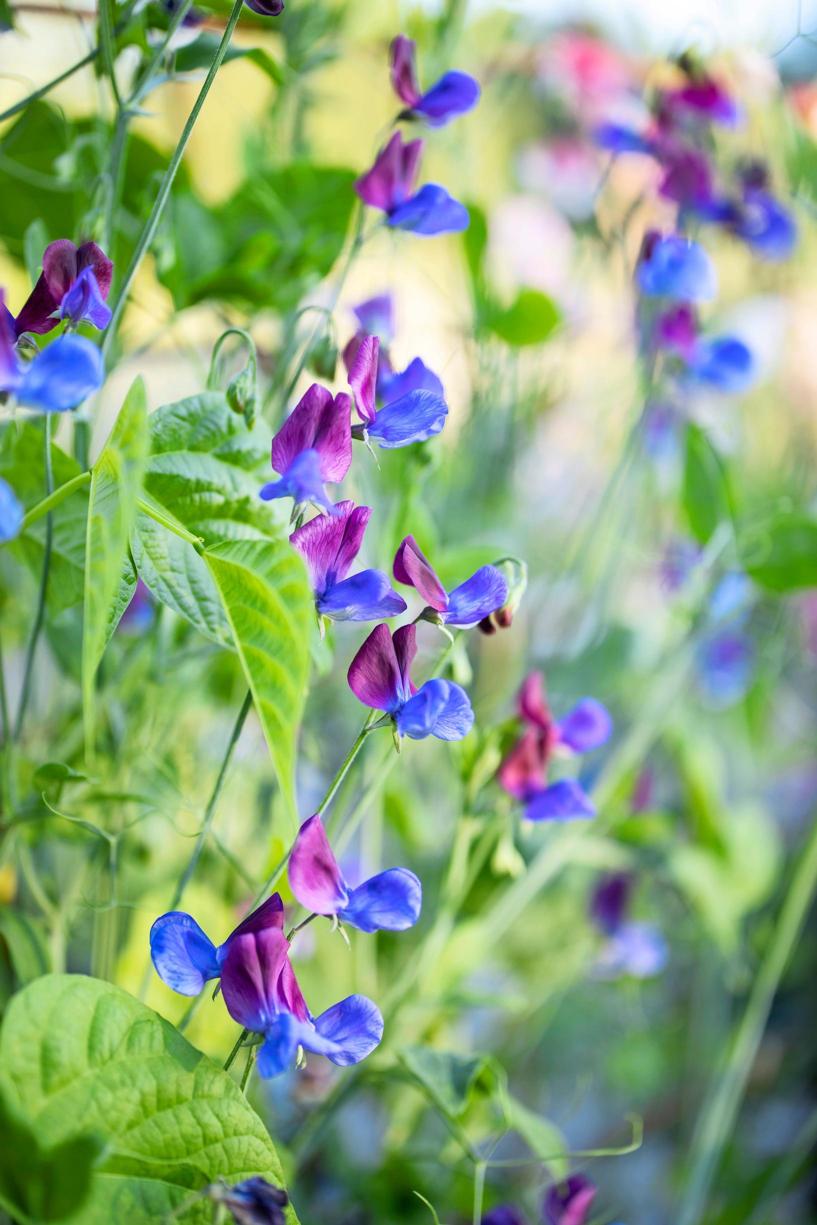 Kitchen garden: Sweet pea.