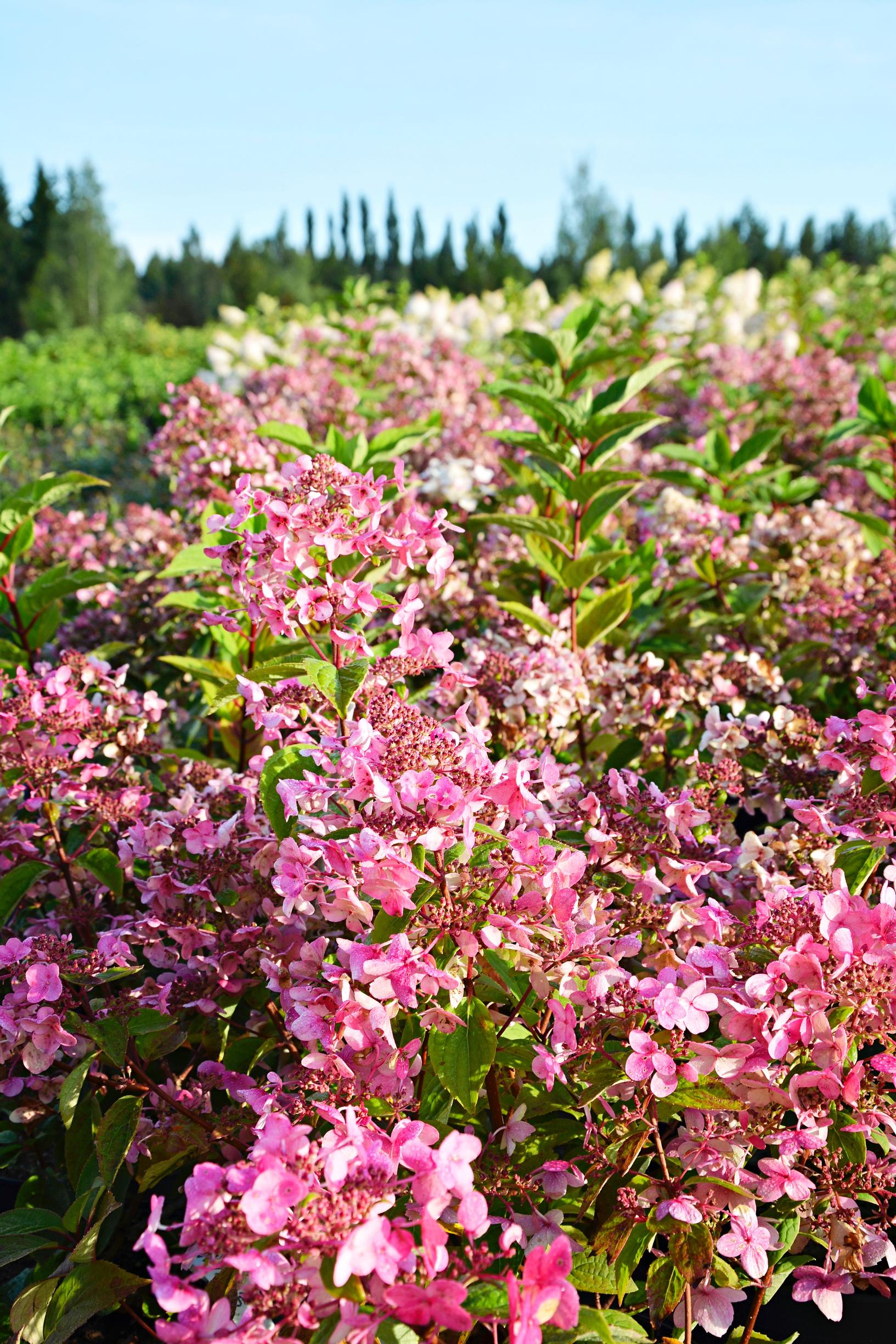 peegee hydrangea